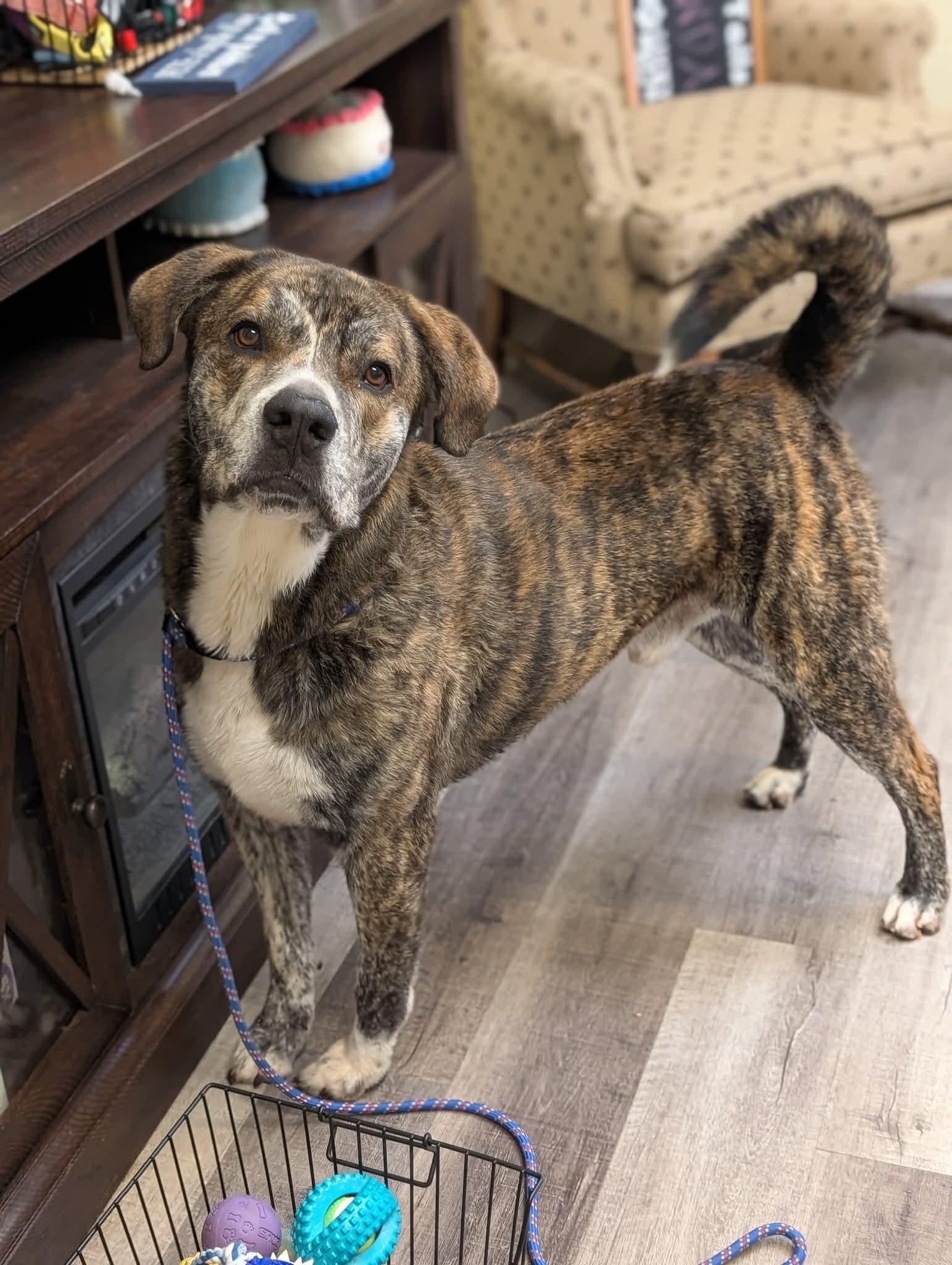 Alistair $425, a Adoptable mixed breed in Milwaukee, WI image 4/6