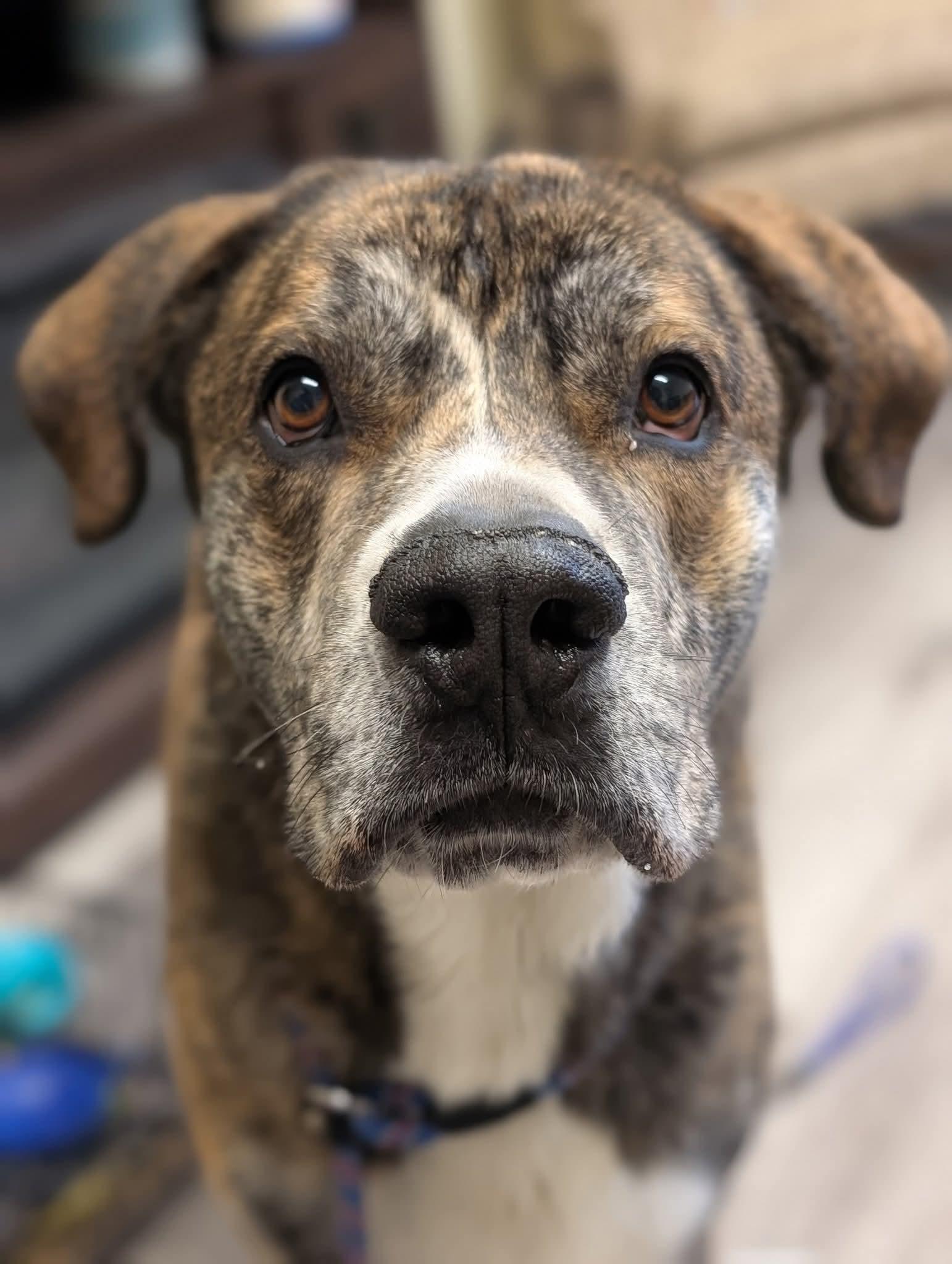Alistair $425, a Adoptable mixed breed in Milwaukee, WI image 5/6