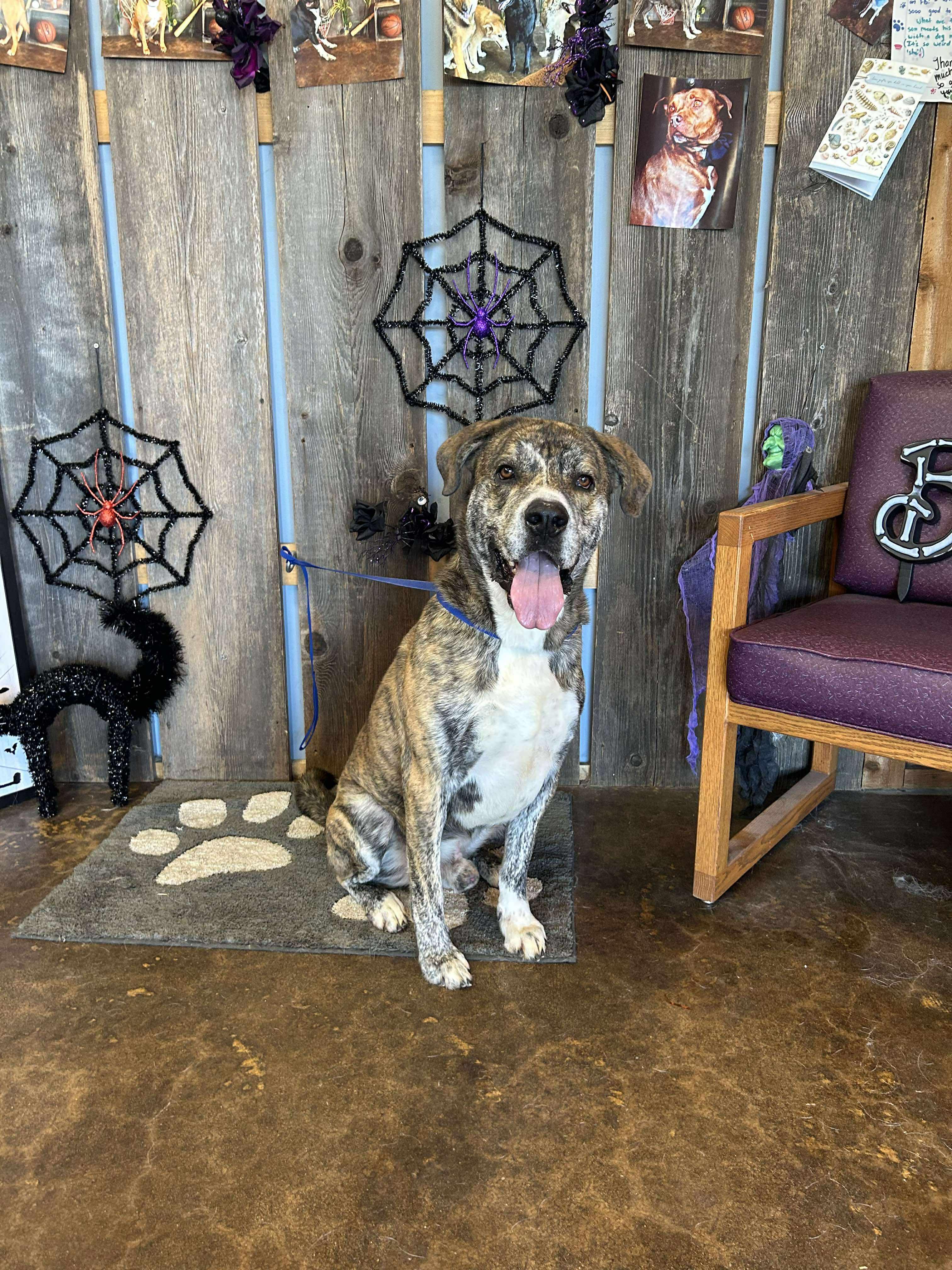 Alistair $425, a Adoptable mixed breed in Milwaukee, WI image 6/6