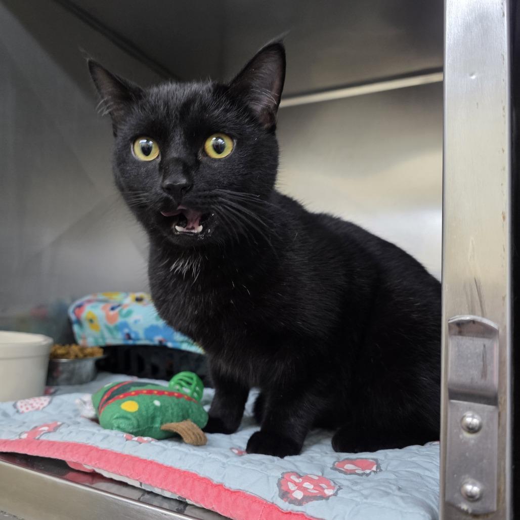 Enlarge Mariposa 26-0010, a Adoptable Domestic Short Hair in Yanceyville, NC image 1/1