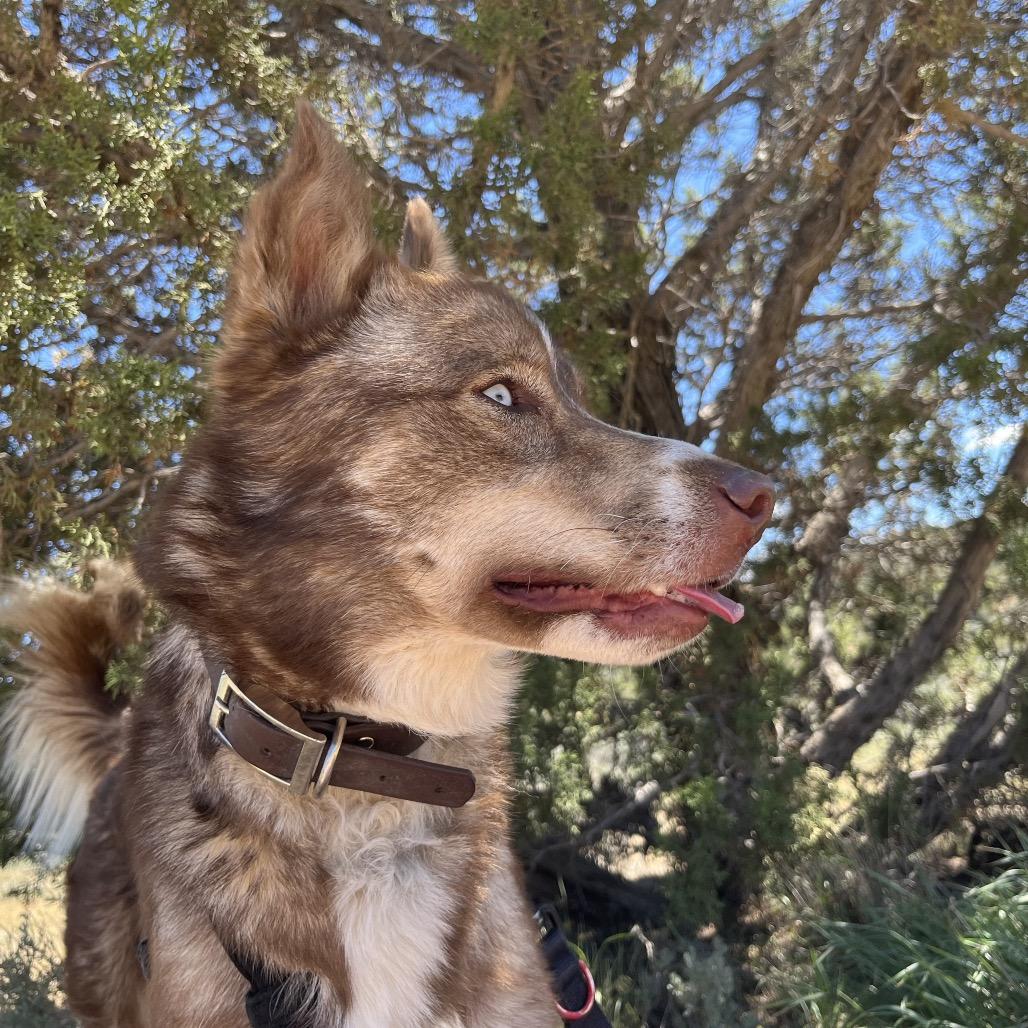 Squeegee, a Adoptable Husky in Rifle, CO image 3/6