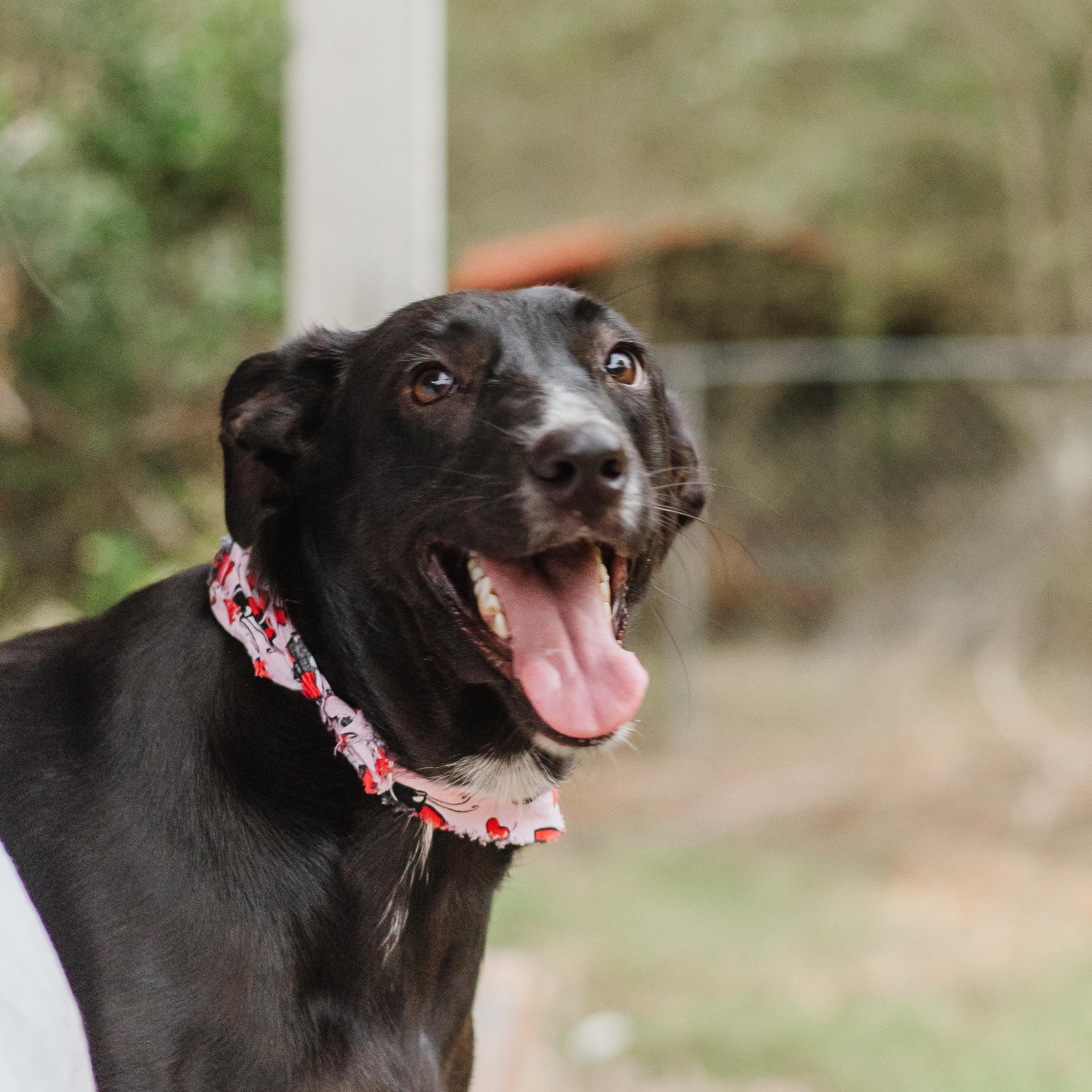 Enlarge Snuggle Wuggle, a Adoptable Black Labrador Retriever in Parrish, AL image 2/5