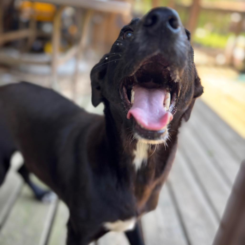 Enlarge Snuggle Wuggle, a Adoptable Black Labrador Retriever in Parrish, AL image 1/6