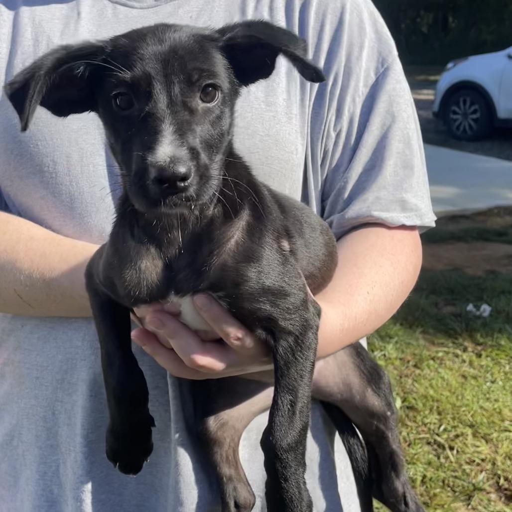 Snuggle Wuggle, Adoptable, Young Female Black Labrador Retriever.