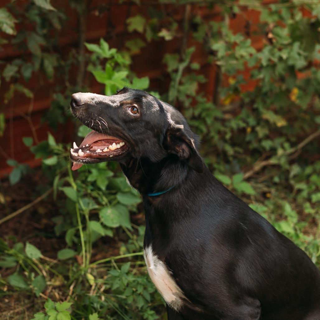 Enlarge Snuggle Wuggle, a Adoptable Black Labrador Retriever in Parrish, AL image 3/6