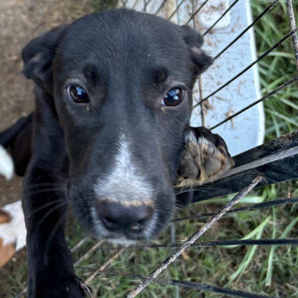 Enlarge Snuggle Wuggle, a Adoptable Black Labrador Retriever in Parrish, AL image 4/6