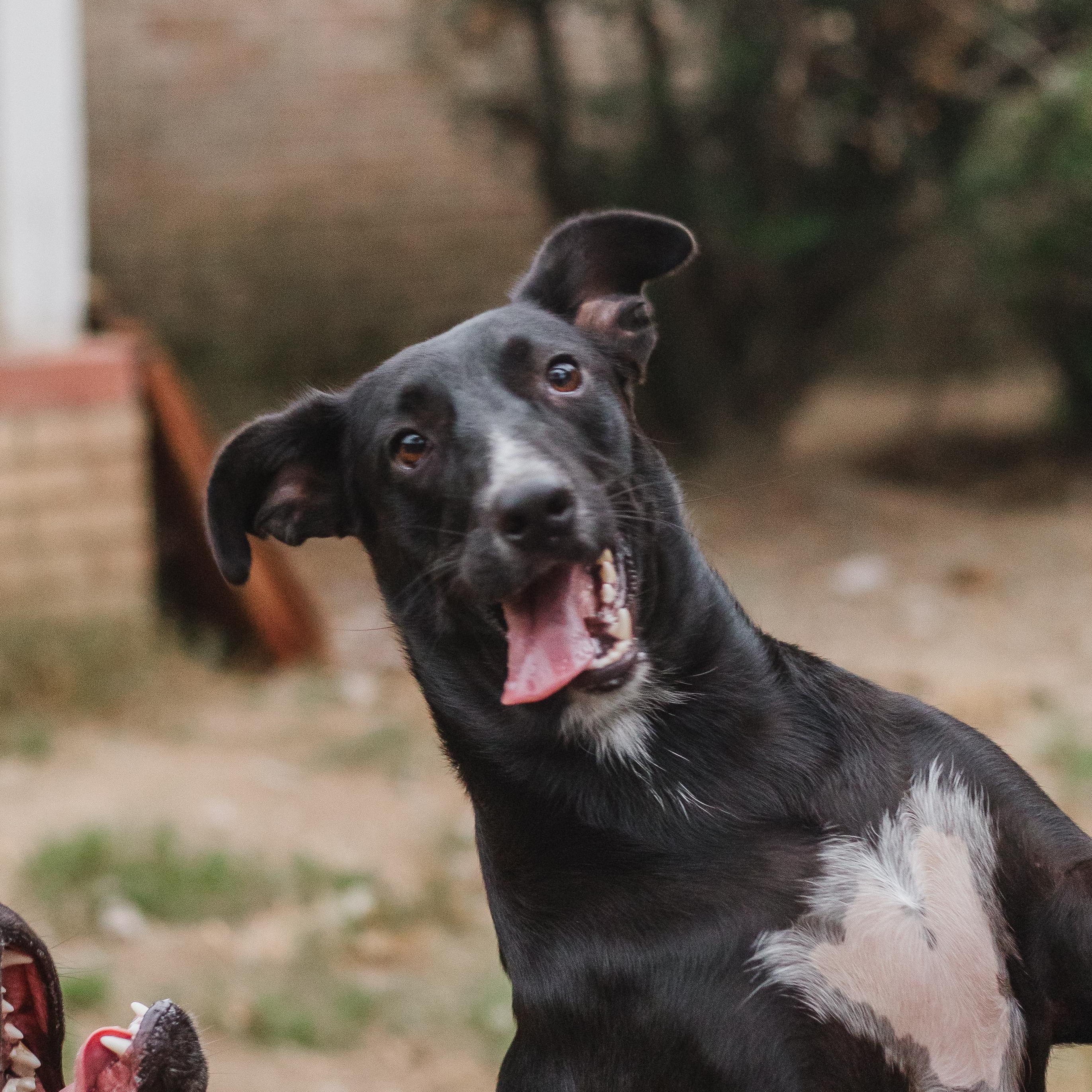 Enlarge Snuggle Wuggle, a Adoptable Black Labrador Retriever in Parrish, AL image 3/5