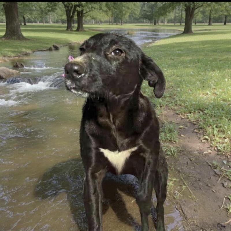 Enlarge Snuggle Wuggle, a Adoptable Black Labrador Retriever in Parrish, AL image 6/6
