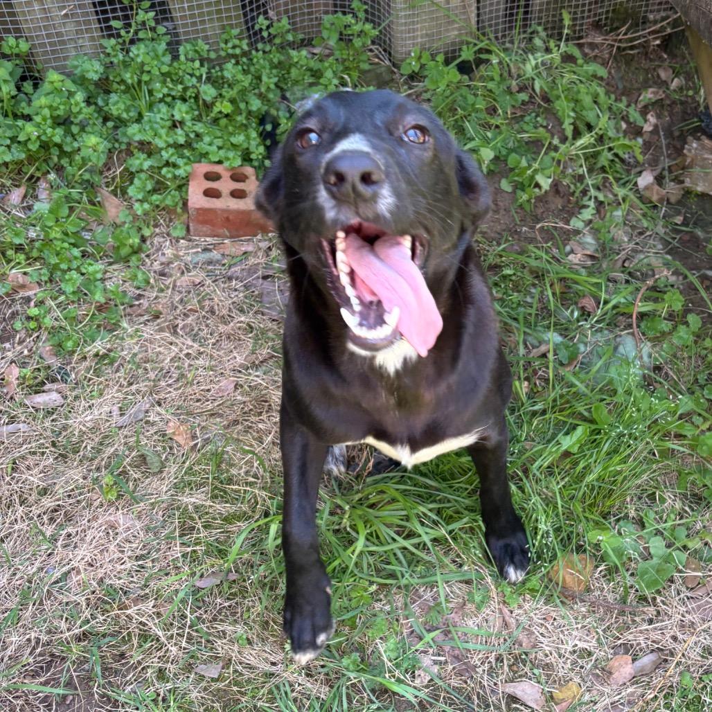 Snuggle Wuggle, a Adoptable Black Labrador Retriever in Parrish, AL image 6/6