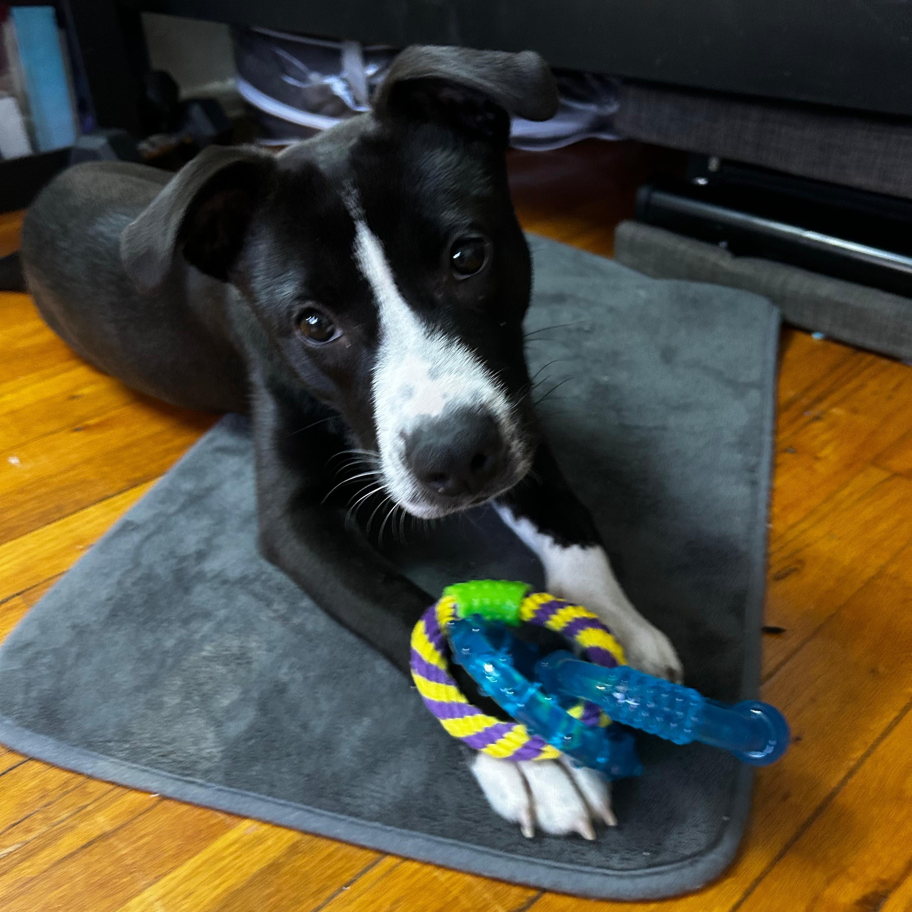 Lia, a ADOPTABLE mixed breed in New York, NY image 4/6