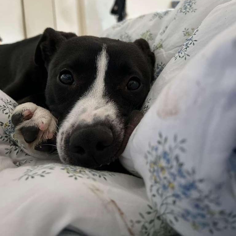 Lia, a ADOPTABLE mixed breed in New York, NY image 3/6