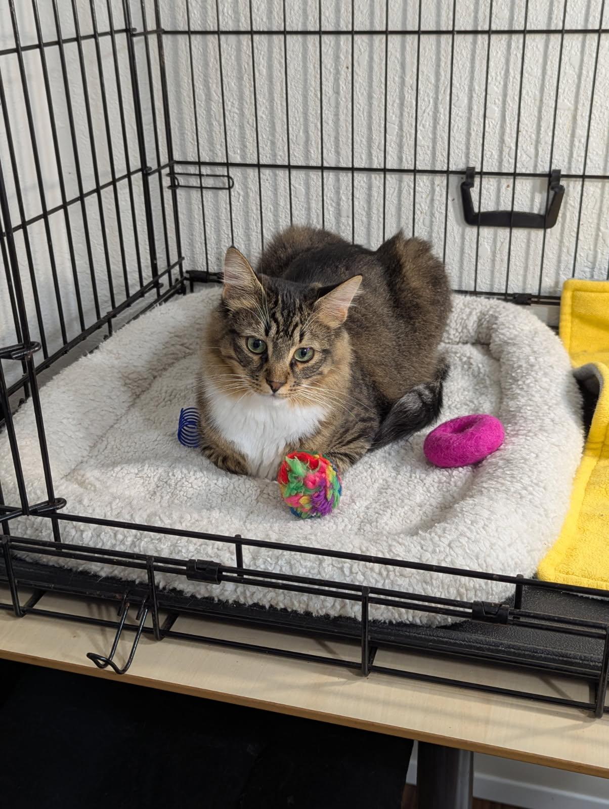 Enlarge Mr. Bean, an adopted Domestic Medium Hair in Tillamook, OR image 6/6