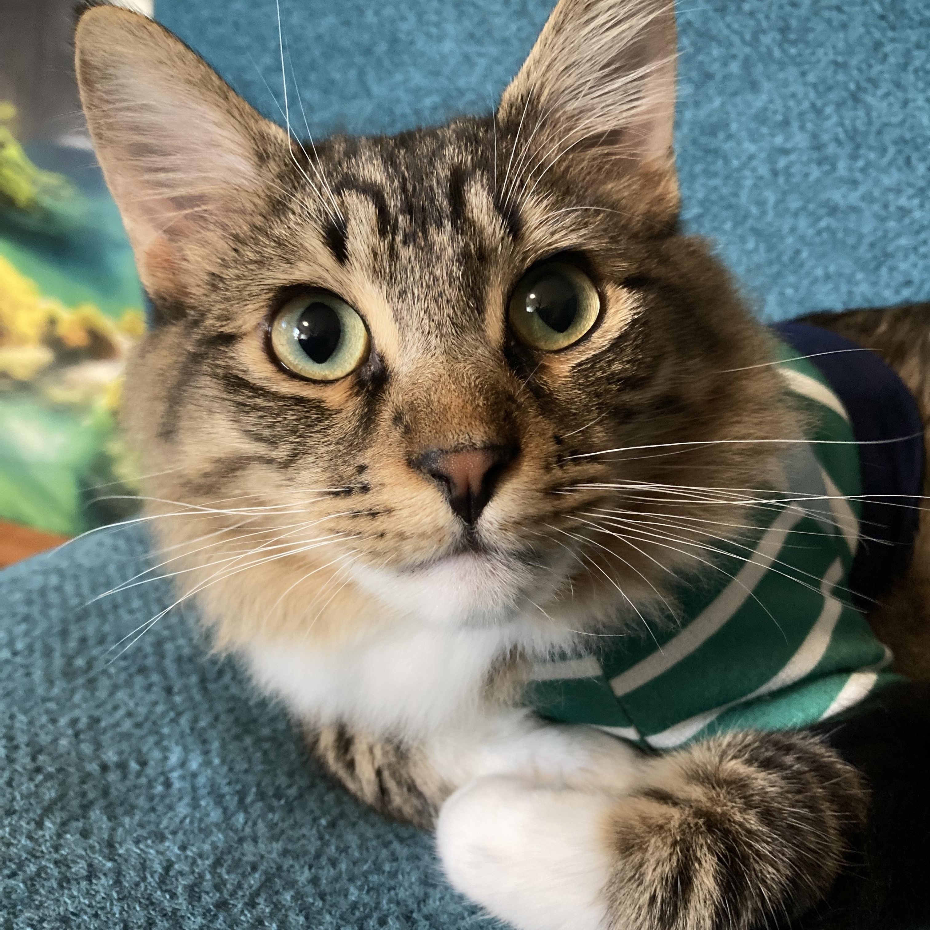 Mr. Bean, adopted, Adult Male Domestic Medium Hair.