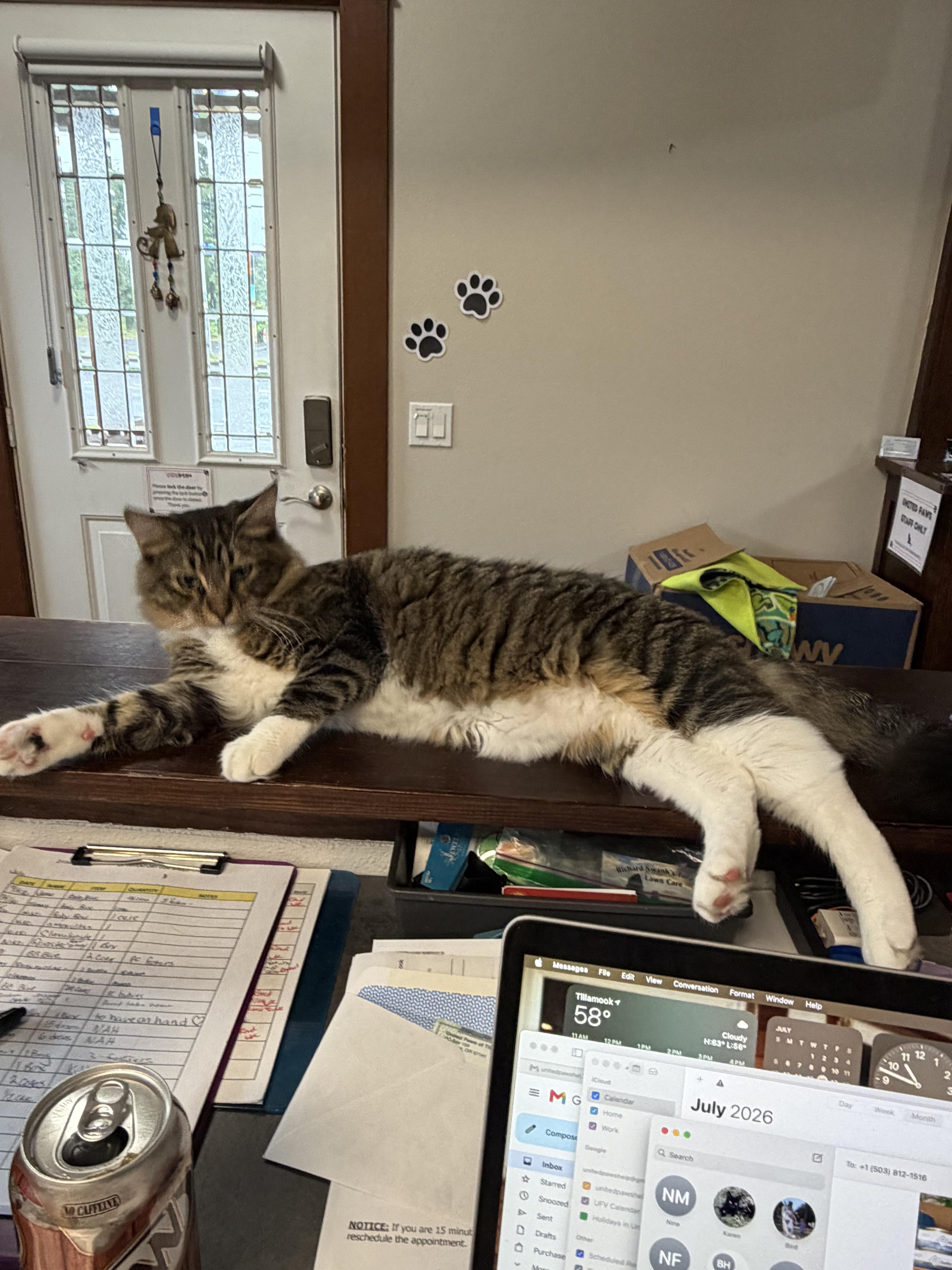 Enlarge Mr. Bean, an adopted Domestic Medium Hair in Tillamook, OR image 5/6