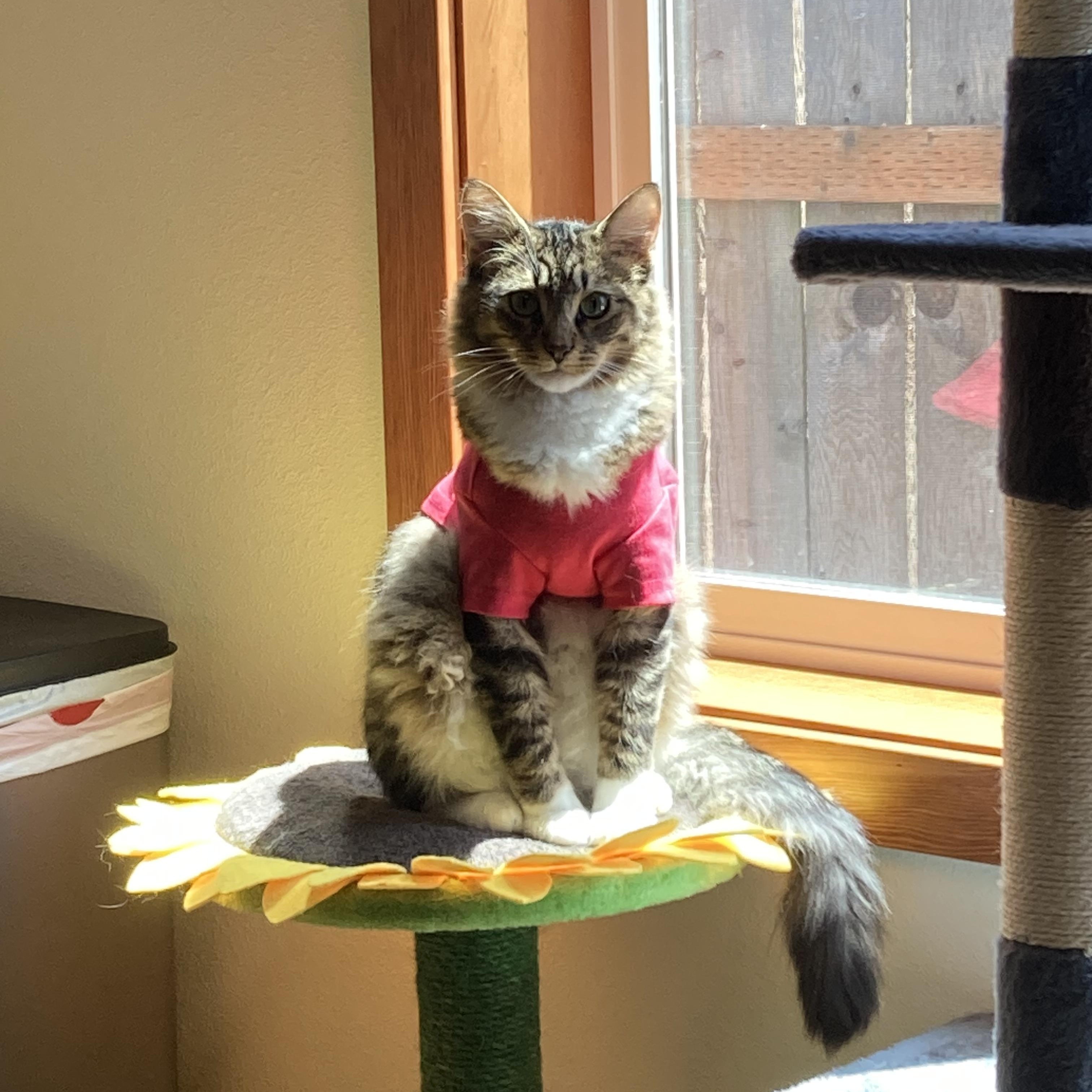 Enlarge Mr. Bean, an adopted Domestic Medium Hair in Tillamook, OR image 4/6