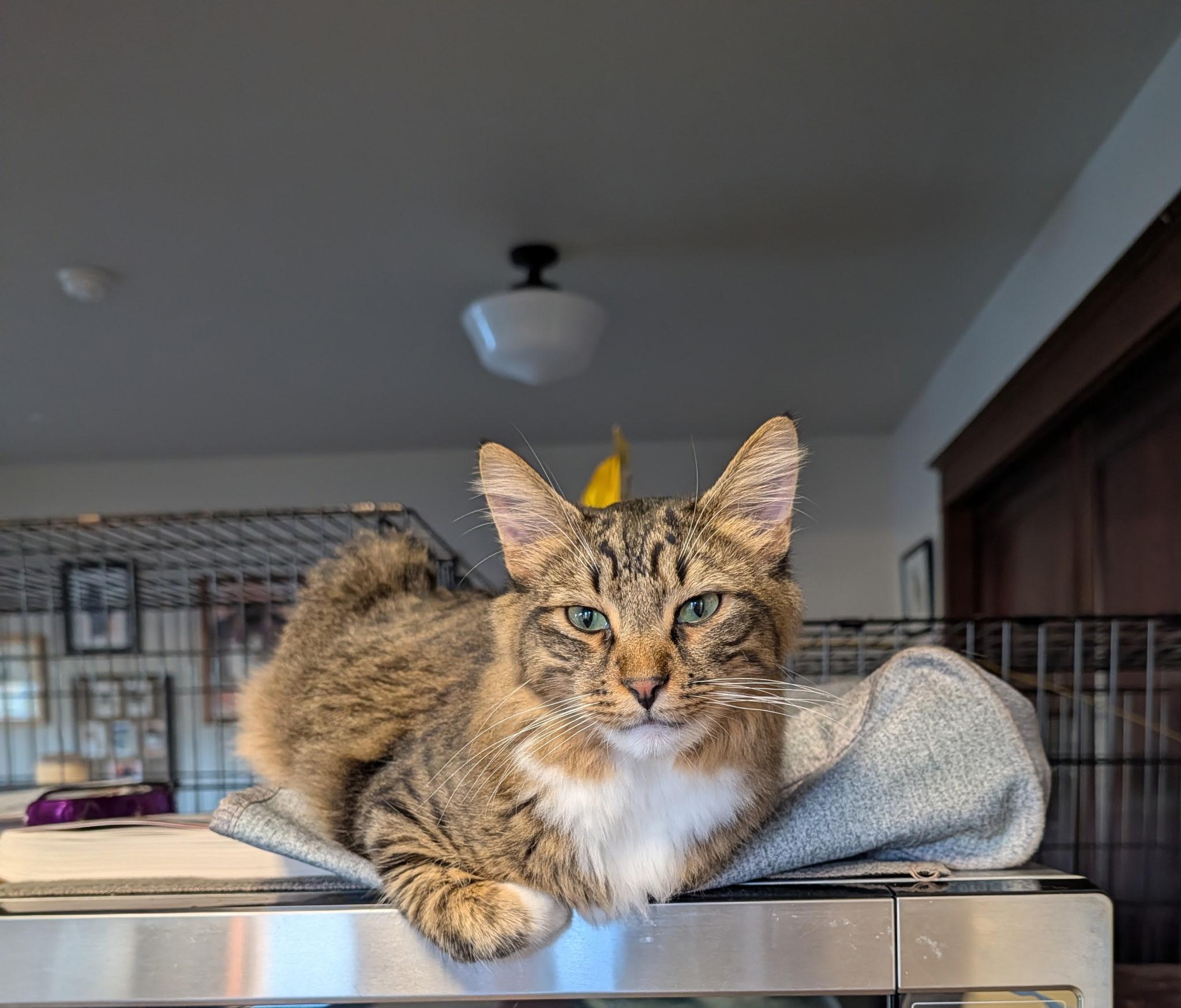 Enlarge Mr. Bean, an adopted Domestic Medium Hair in Tillamook, OR image 2/6