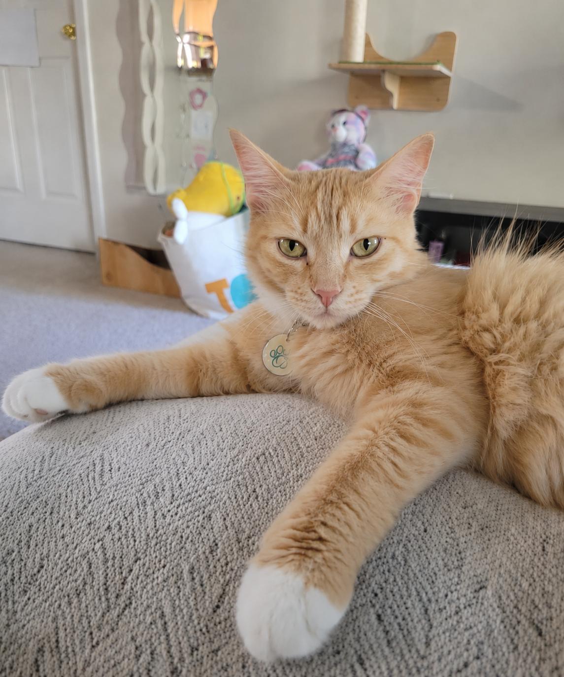 Lorelei, an adopted Domestic Medium Hair in Apex, NC image 1/5