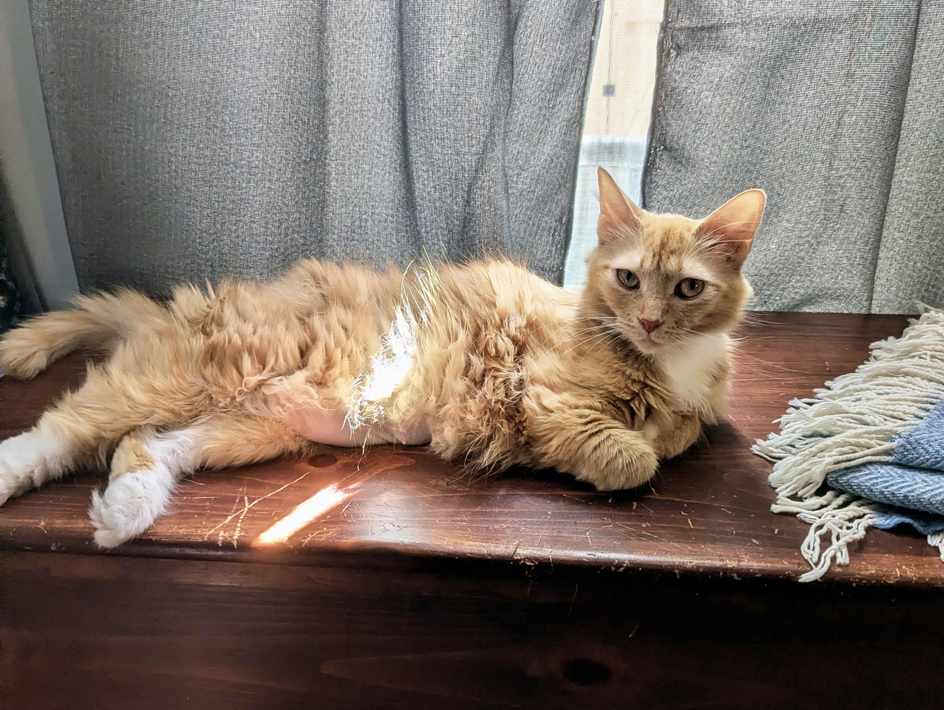 Lorelei, an adopted Domestic Medium Hair in Apex, NC image 3/5