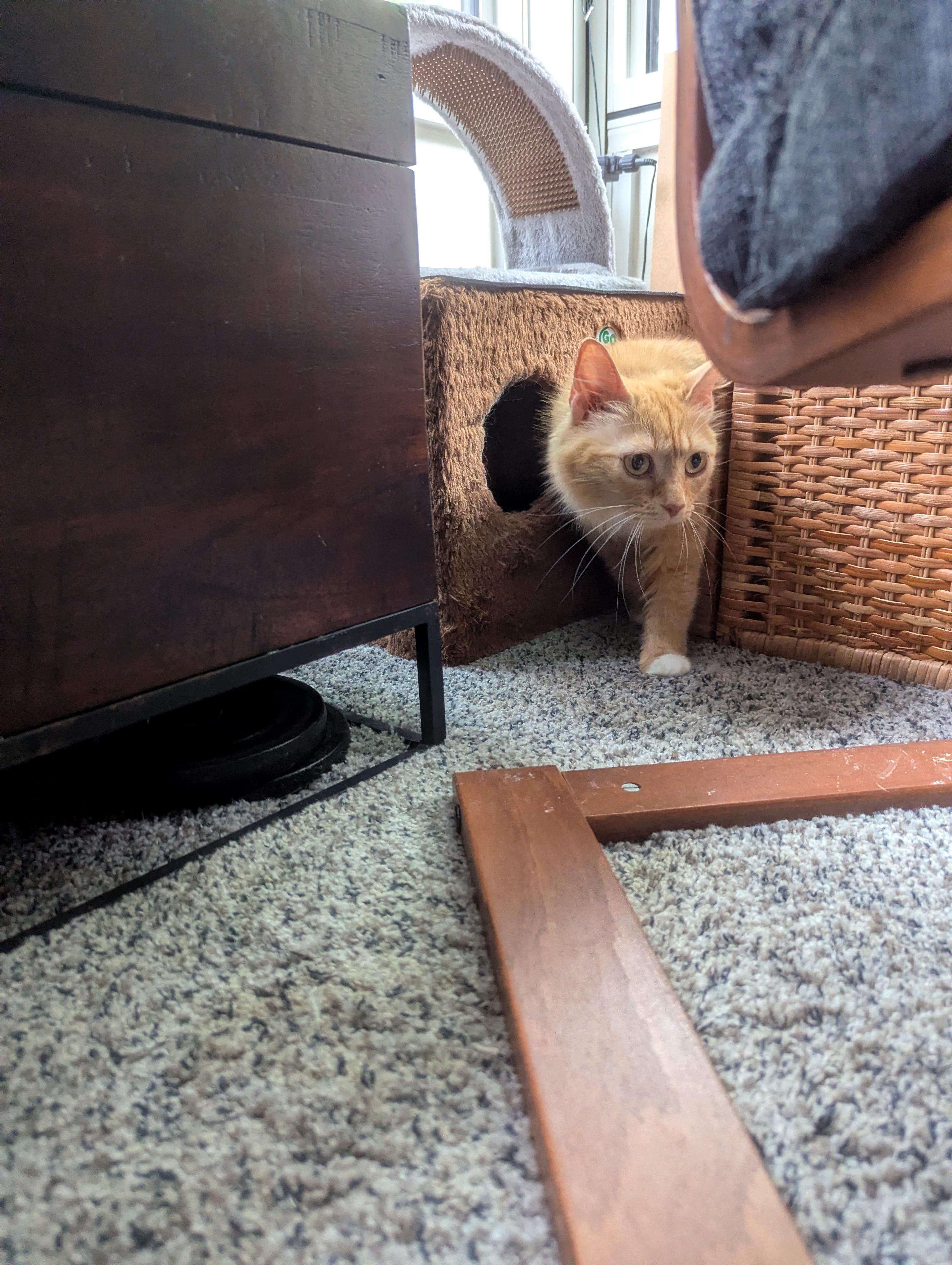 Lorelei, an adopted Domestic Medium Hair in Apex, NC image 4/5