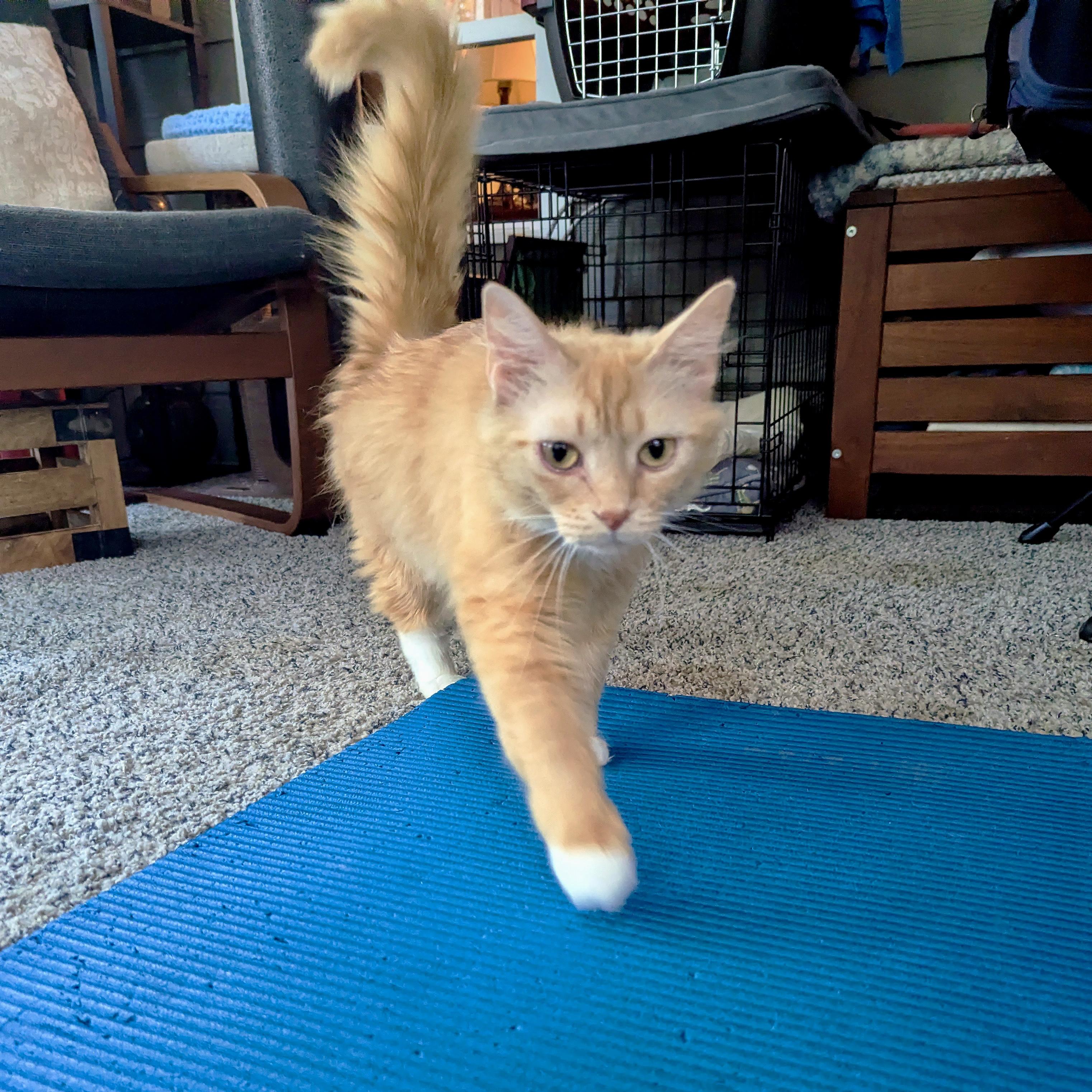 Lorelei, an adopted Domestic Medium Hair in Apex, NC image 2/5