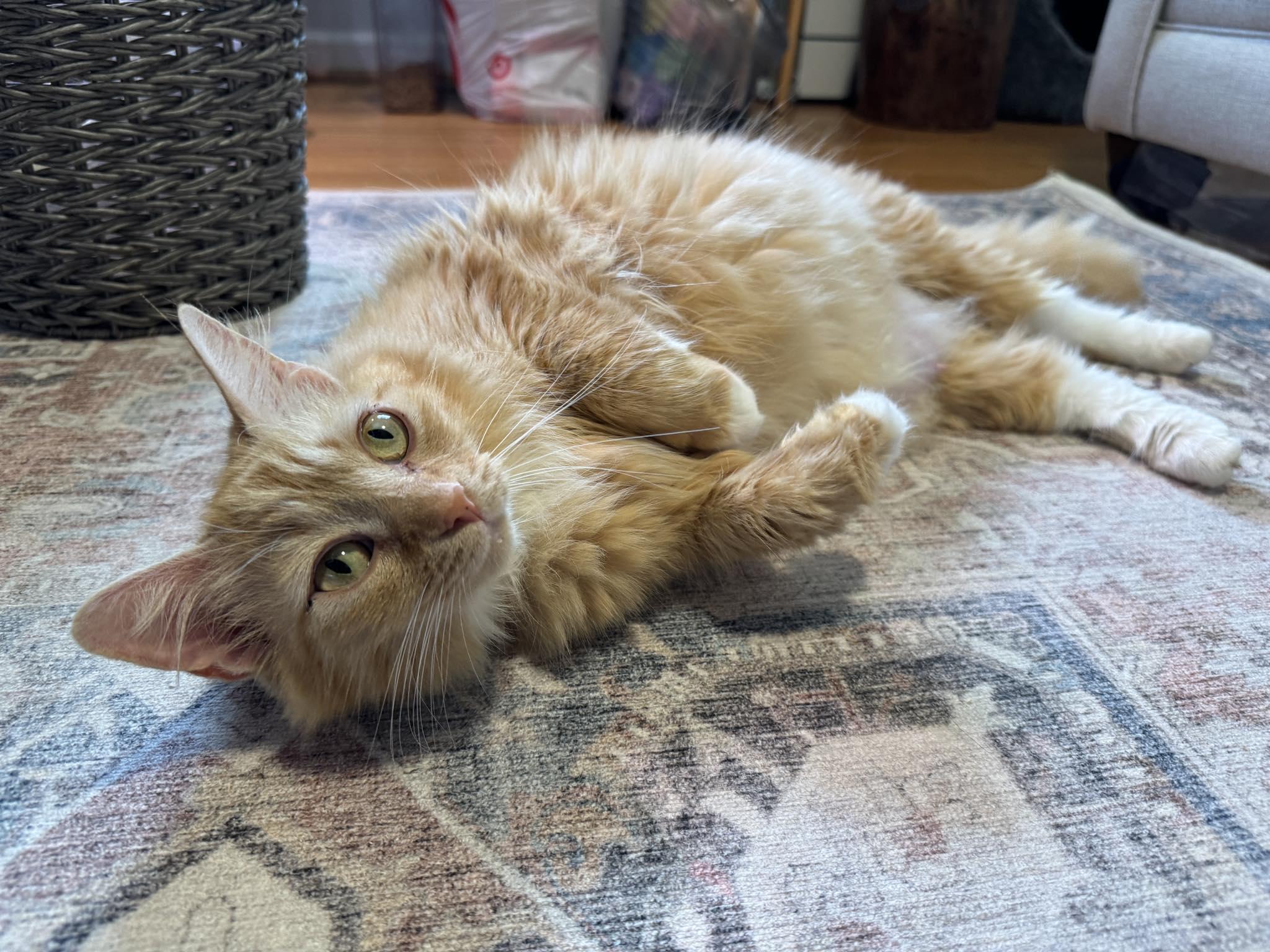 Lorelei, an adopted Domestic Medium Hair in Apex, NC image 5/5