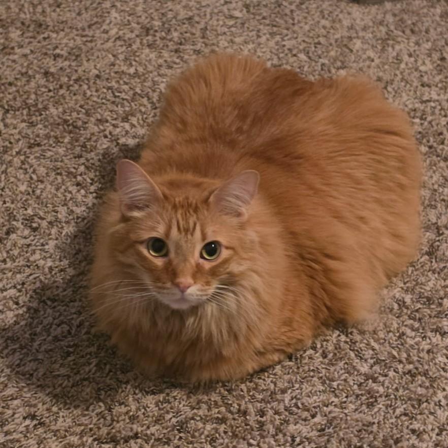 Enlarge Thomas (Maine Coon mix), a Adoptable mixed breed in Allen, TX image 2/6