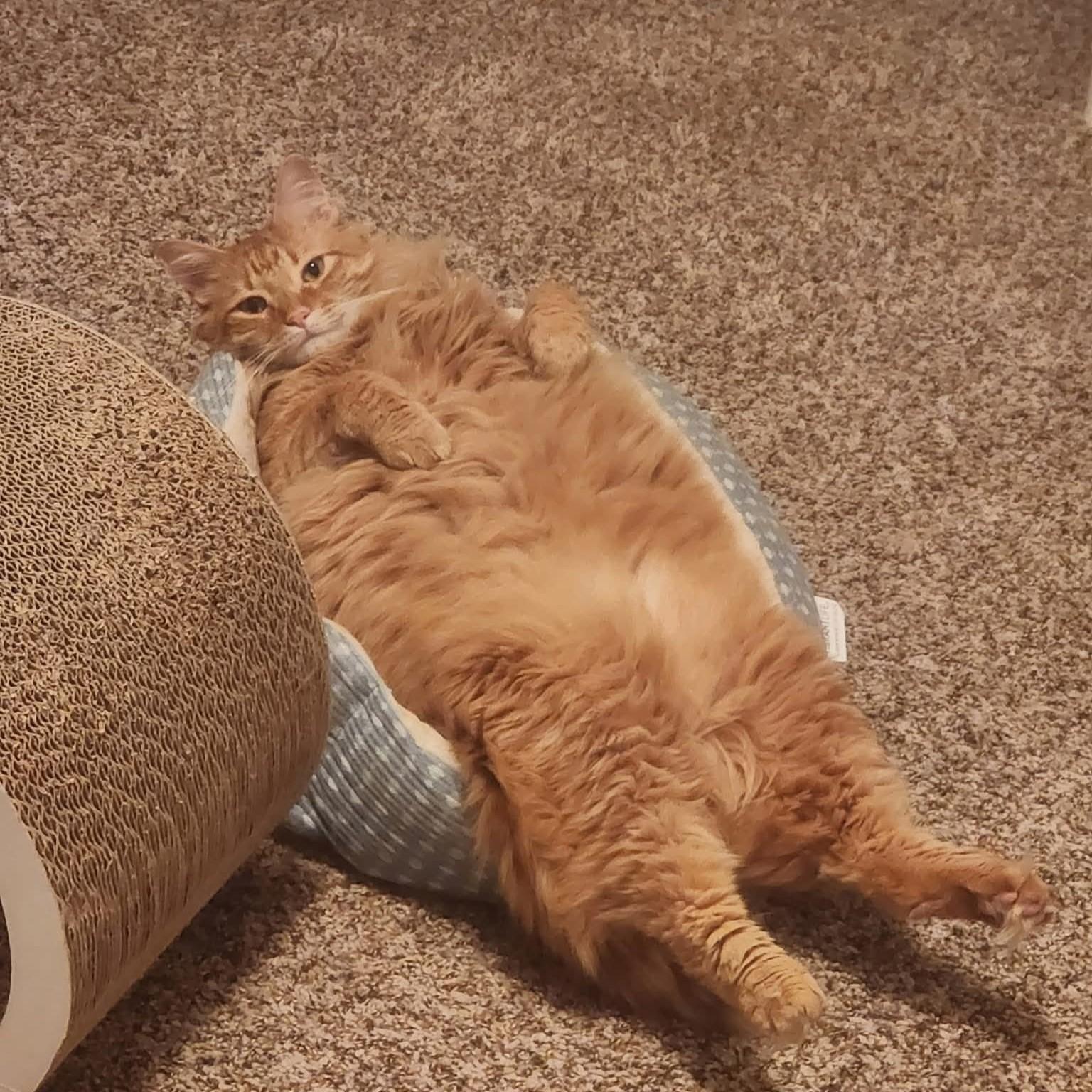 Enlarge Thomas (Maine Coon mix), a Adoptable mixed breed in Allen, TX image 3/6