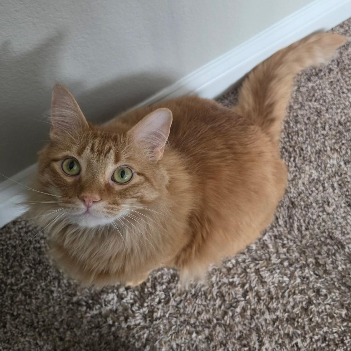 Enlarge Thomas (Maine Coon mix), a Adoptable mixed breed in Allen, TX image 1/6