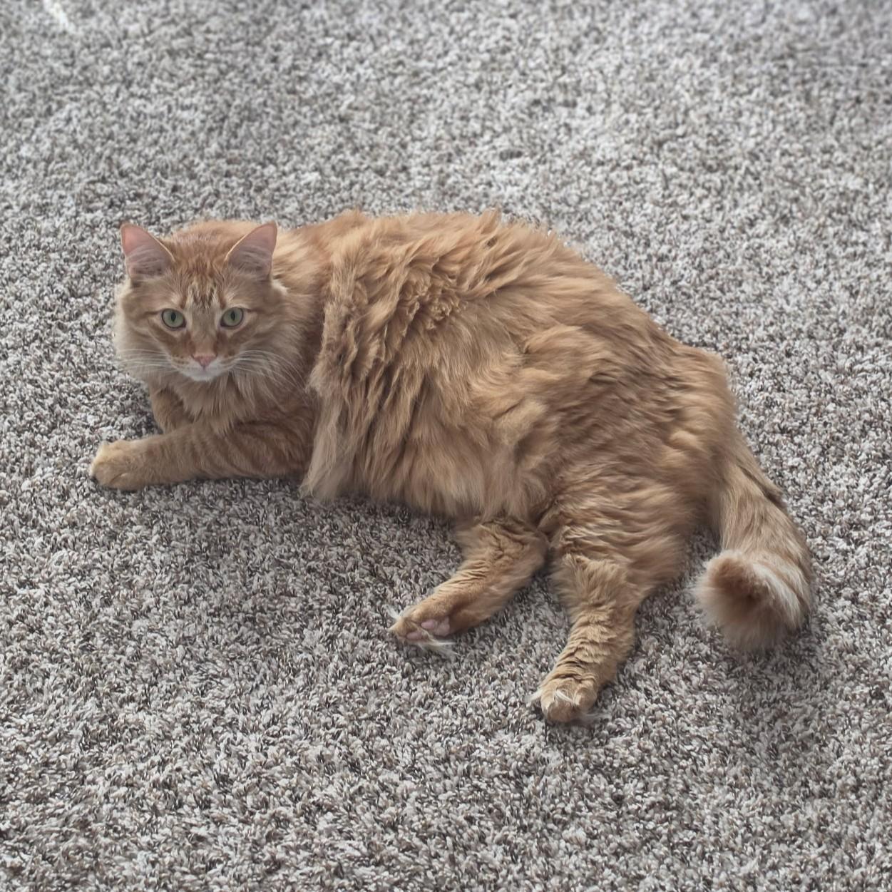 Enlarge Thomas (Maine Coon mix), a Adoptable mixed breed in Allen, TX image 4/6