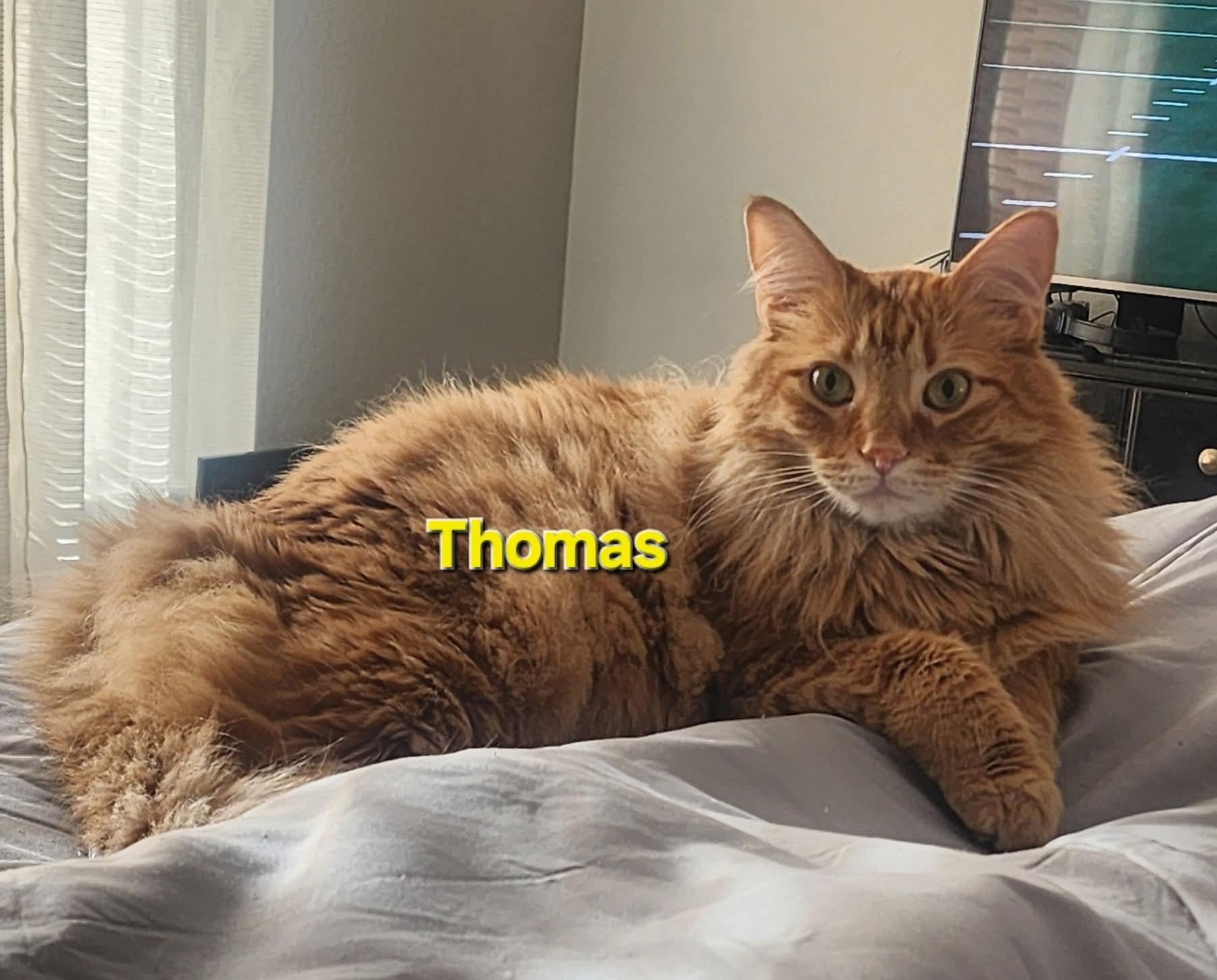 Enlarge Thomas (Maine Coon mix), a Adoptable mixed breed in Allen, TX image 5/6