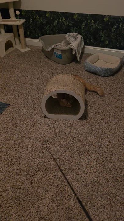 Enlarge Thomas (Maine Coon mix), a Adoptable mixed breed in Allen, TX video 6/6