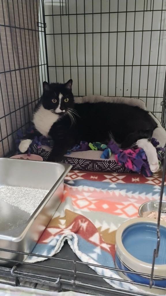 MooMoo, Adoptable, Adult Female Domestic Short Hair.