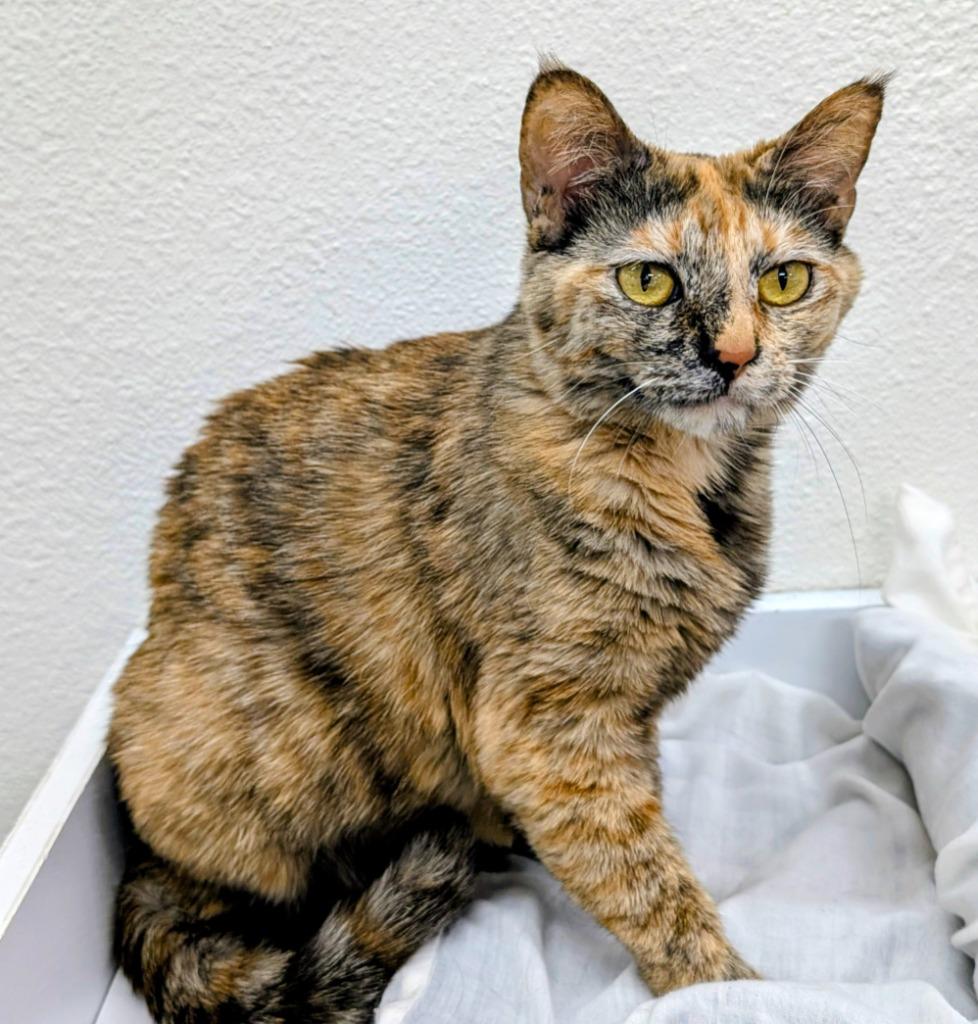 Enlarge Danica Patrick, a Adoptable mixed breed in Peoria, AZ image 1/6