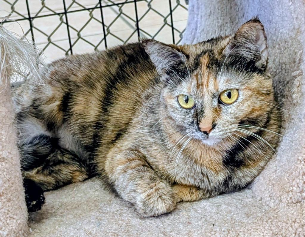 Enlarge Danica Patrick, a Adoptable mixed breed in Peoria, AZ image 2/6