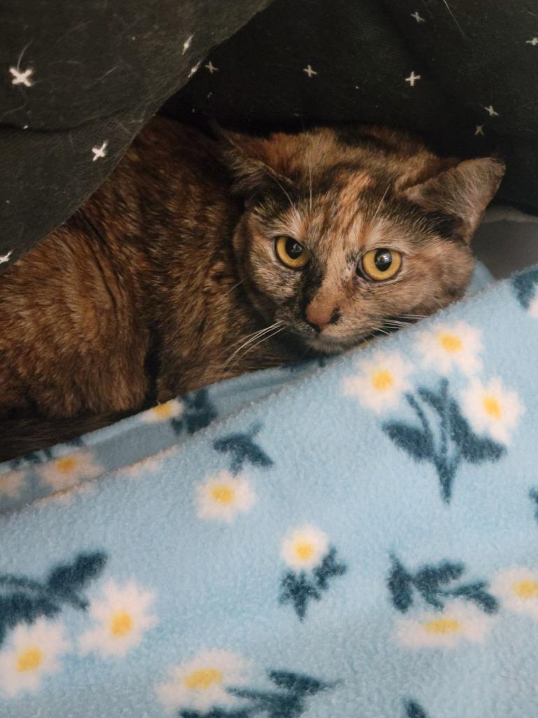 Enlarge Danica Patrick, a Adoptable mixed breed in Peoria, AZ image 3/6