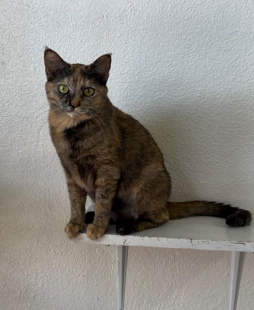 Enlarge Danica Patrick, a Adoptable mixed breed in Peoria, AZ image 4/6