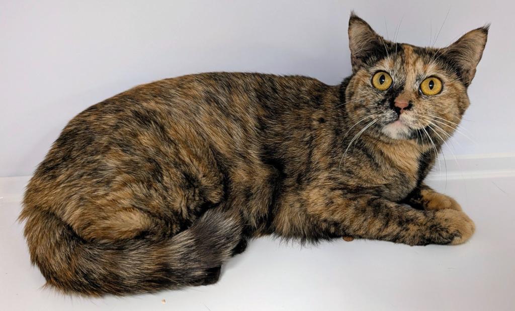 Enlarge Danica Patrick, a Adoptable mixed breed in Peoria, AZ image 5/6