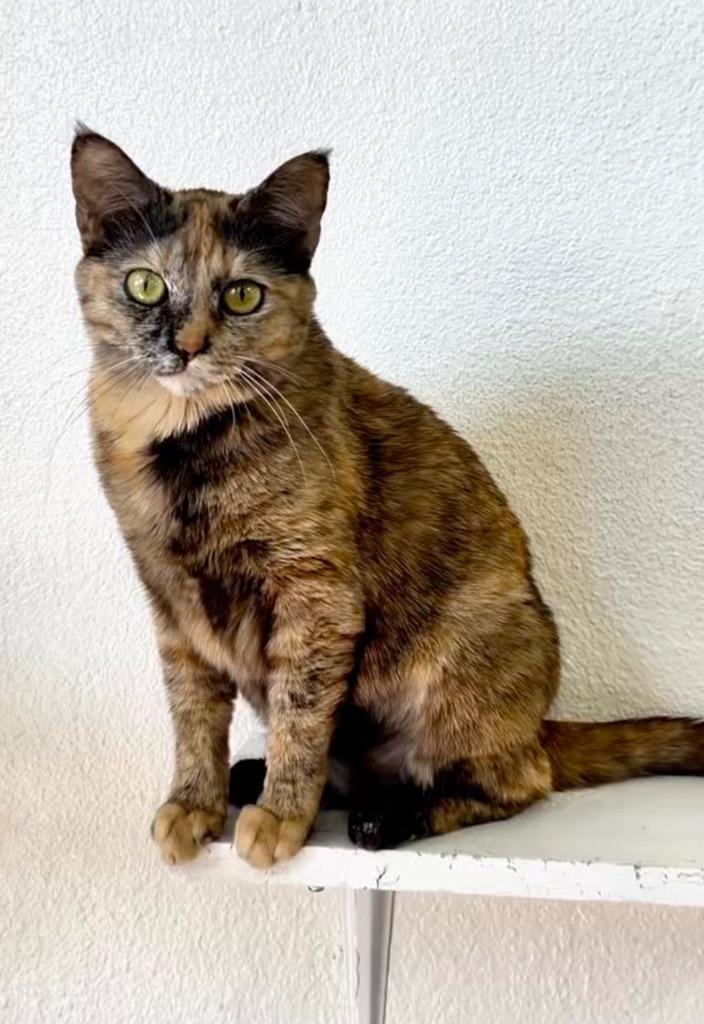 Enlarge Danica Patrick, a Adoptable mixed breed in Peoria, AZ image 6/6