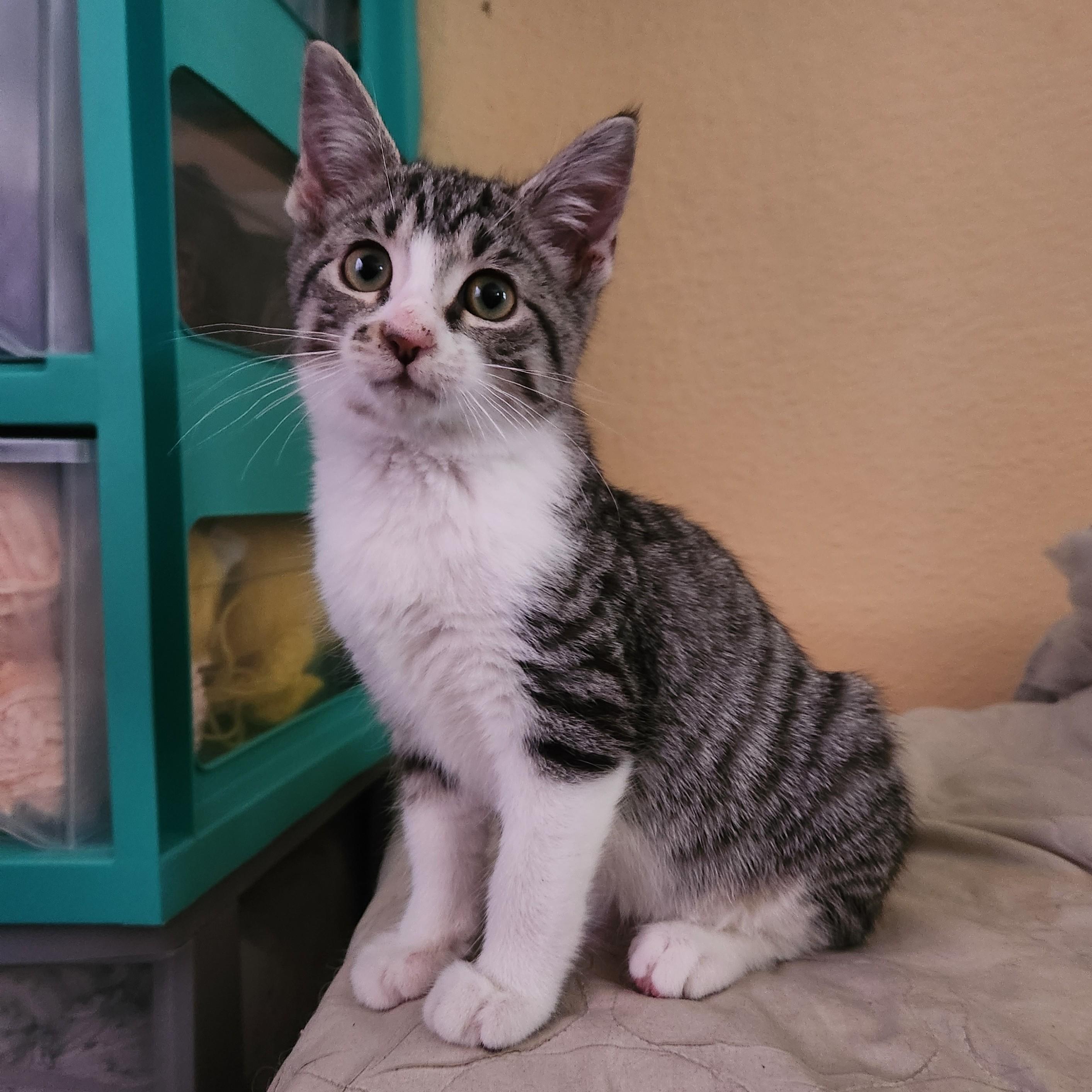 Enlarge Clawford, a Adoptable American Shorthair in Allen, TX image 3/6