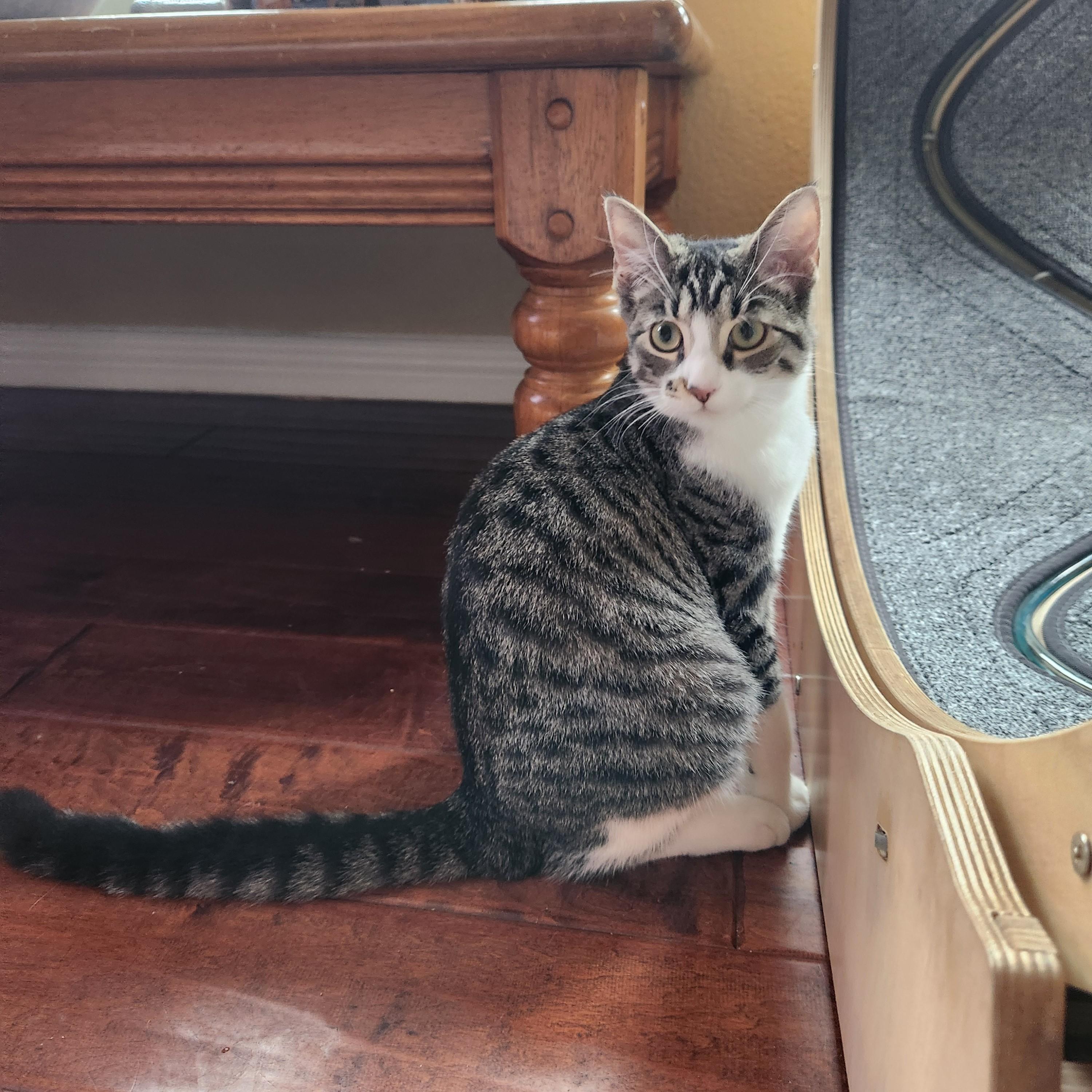 Enlarge Clawford, a Adoptable American Shorthair in Allen, TX image 5/6