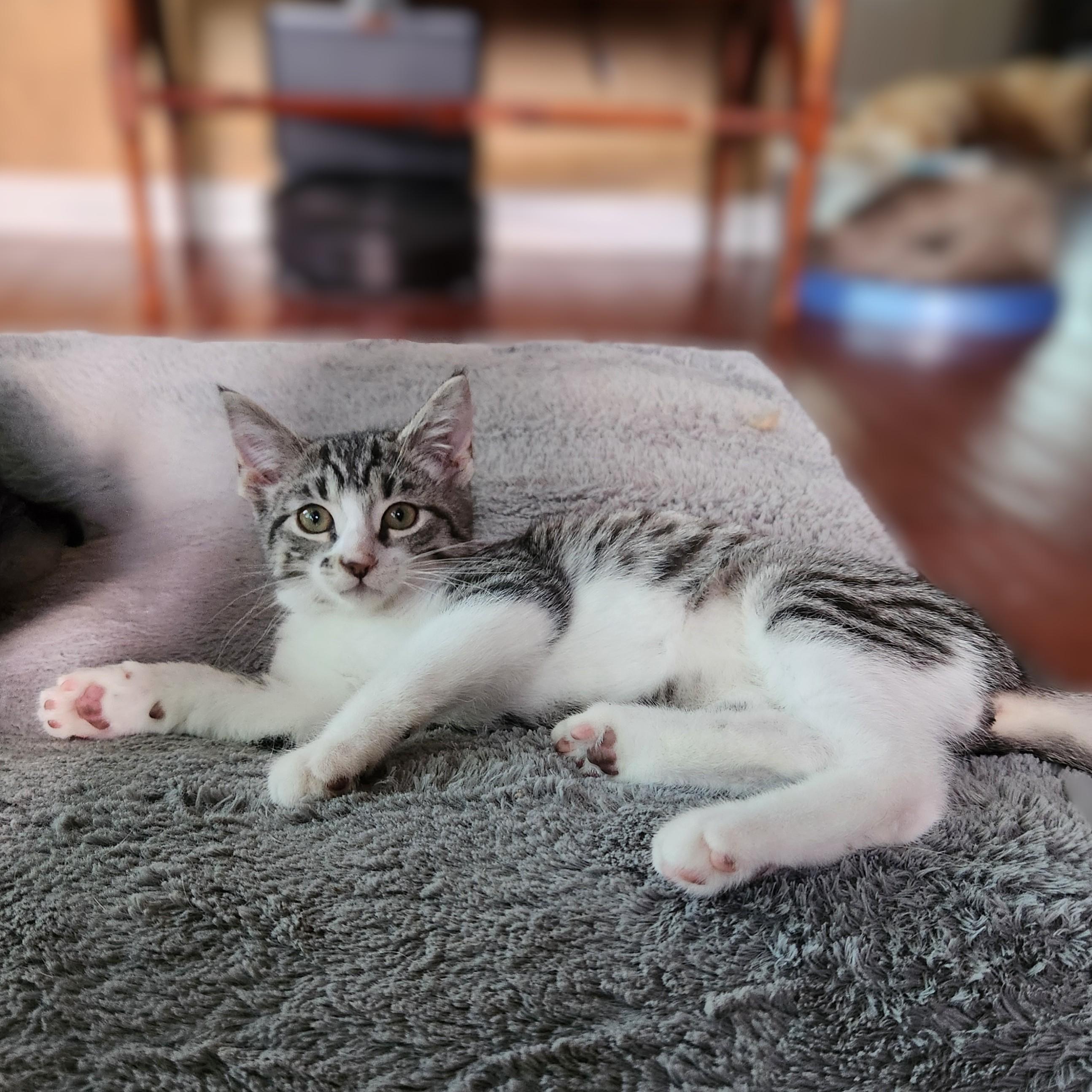 Enlarge Clawford, a Adoptable American Shorthair in Allen, TX image 6/6