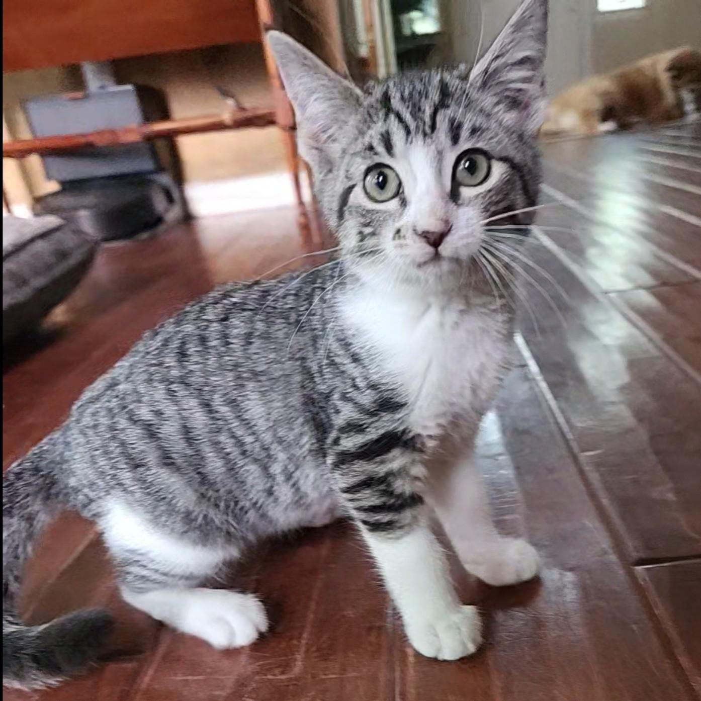 Clawford, Adoptable, Kitten Male American Shorthair.