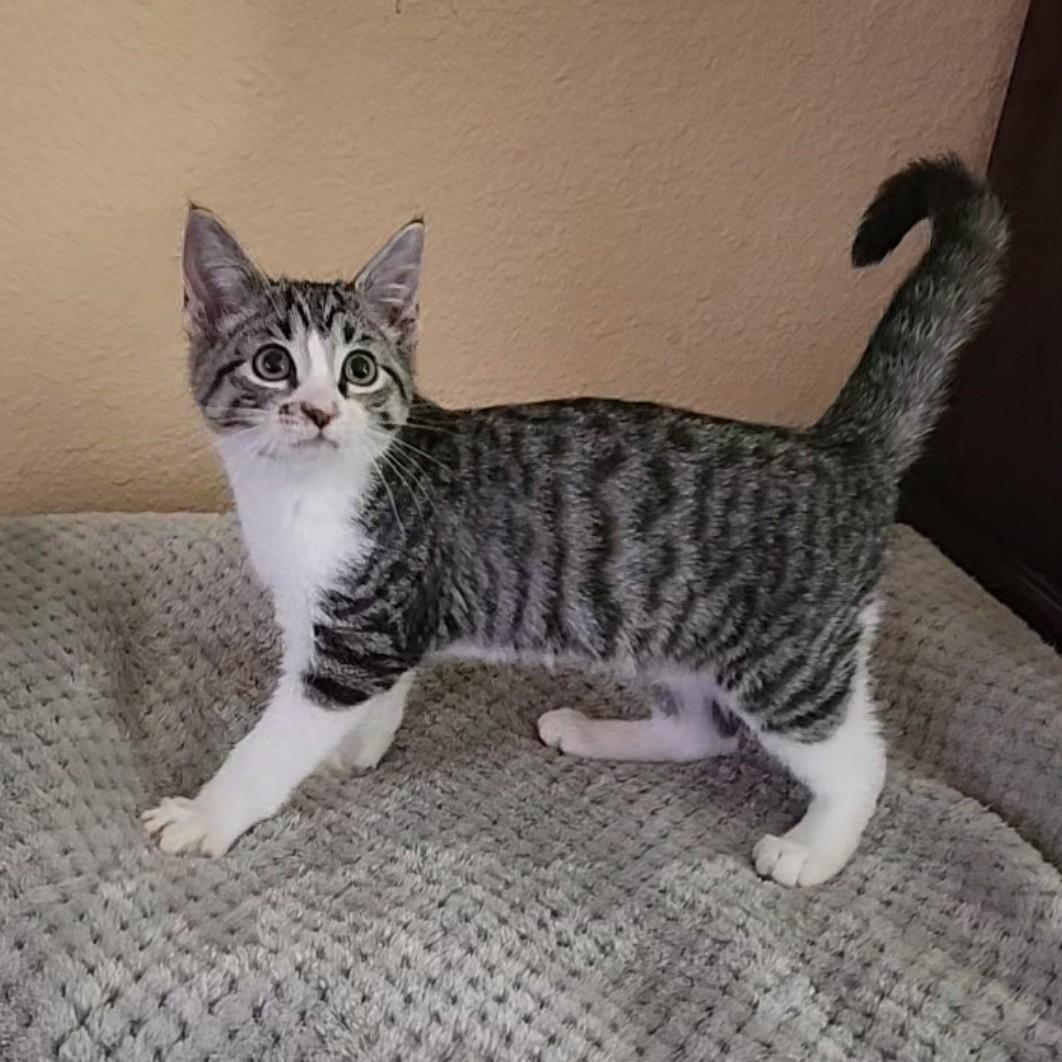 Enlarge Clawford, a Adoptable American Shorthair in Allen, TX image 4/6