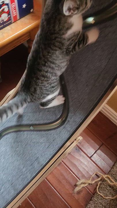 Enlarge Clawford, a Adoptable American Shorthair in Allen, TX video 2/6