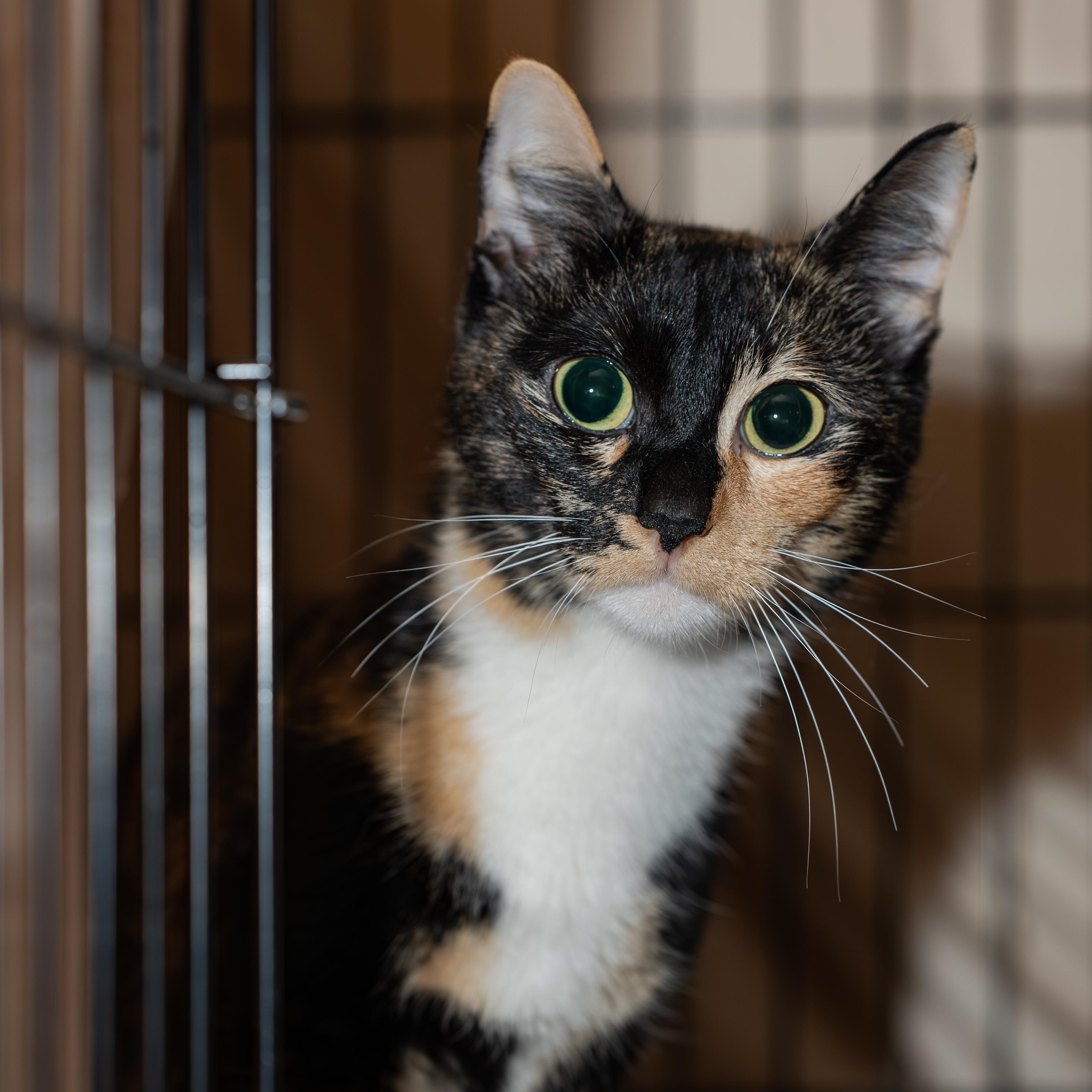 Enlarge Hope, an adopted Tortoiseshell in east rochester, NY image 1/1