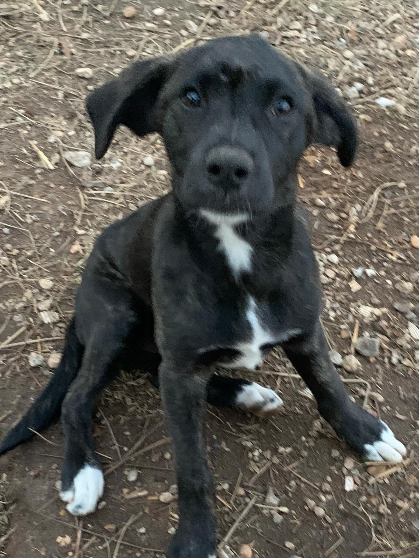 Enlarge Selena, a Adopted mixed breed in Westport, CT image 2/2