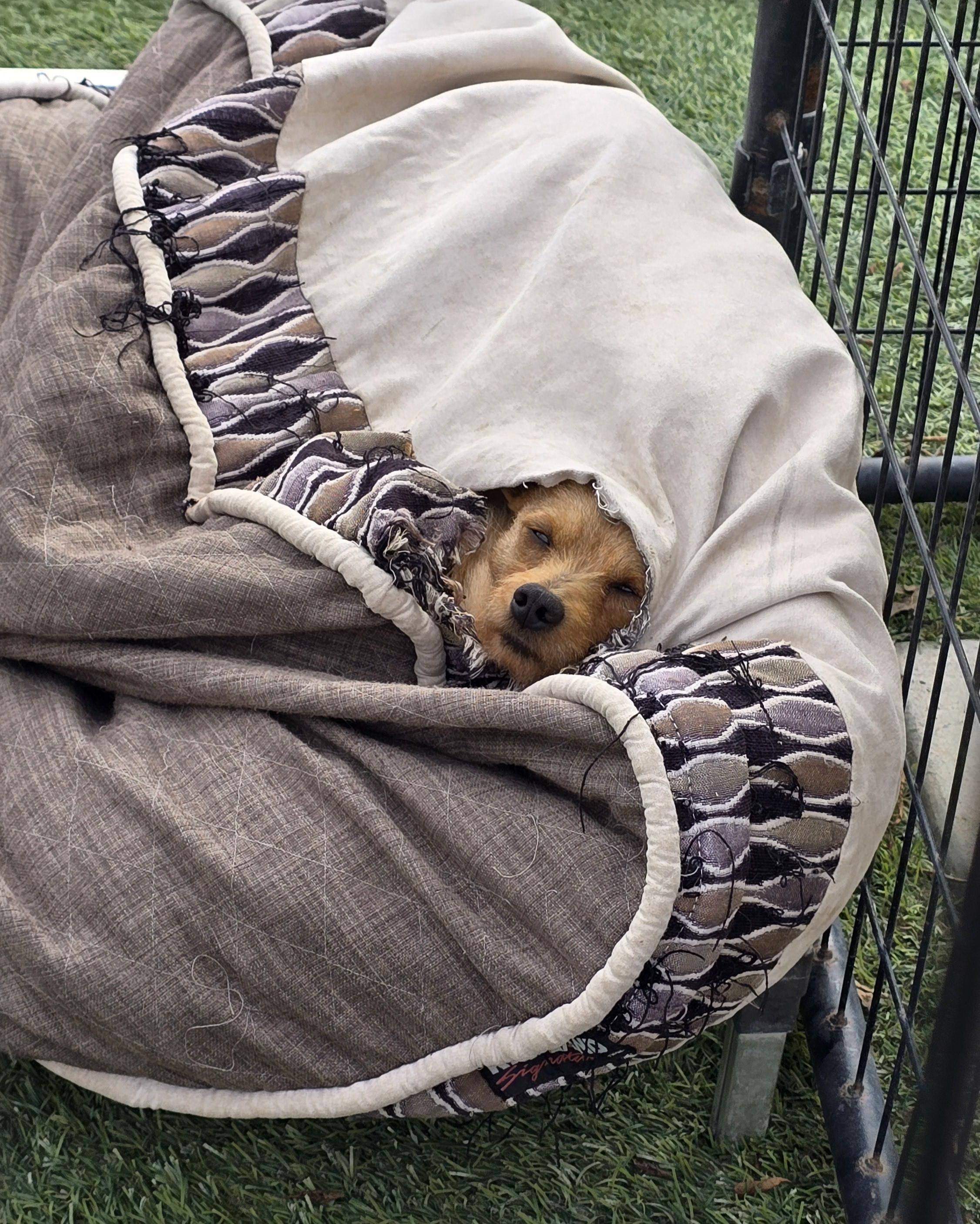 Enlarge Rusty, a Adoptable mixed breed in Tracy, CA image 3/6