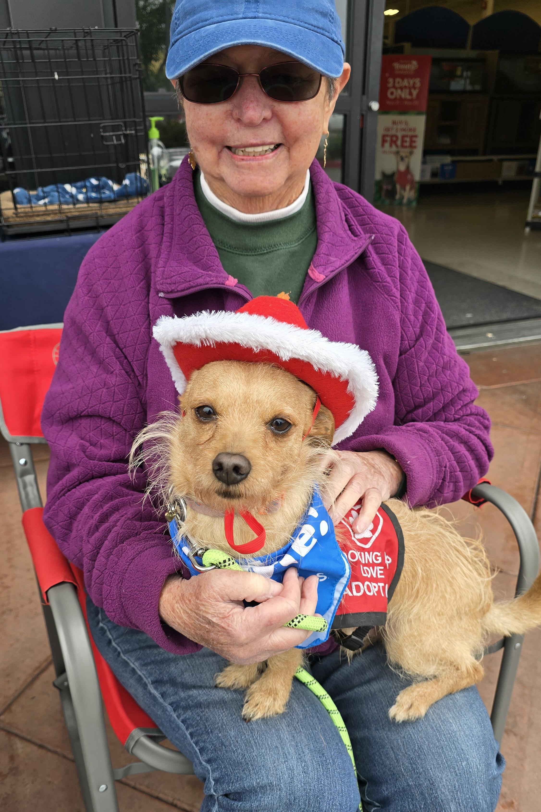 Rusty, Adoptable, Adult Male Norwich Terrier.