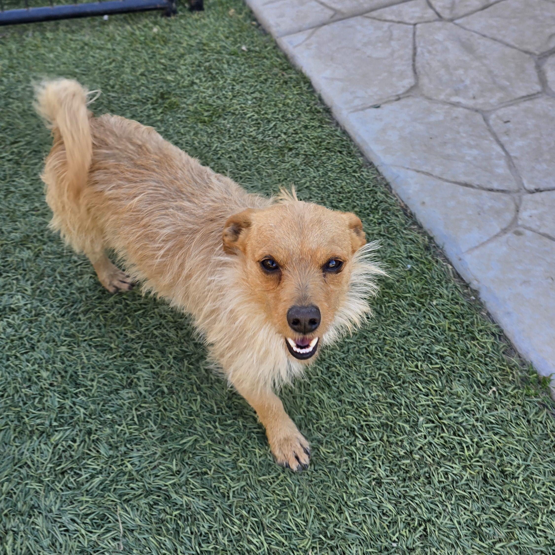 Enlarge Rusty, a Adoptable mixed breed in Tracy, CA image 6/6