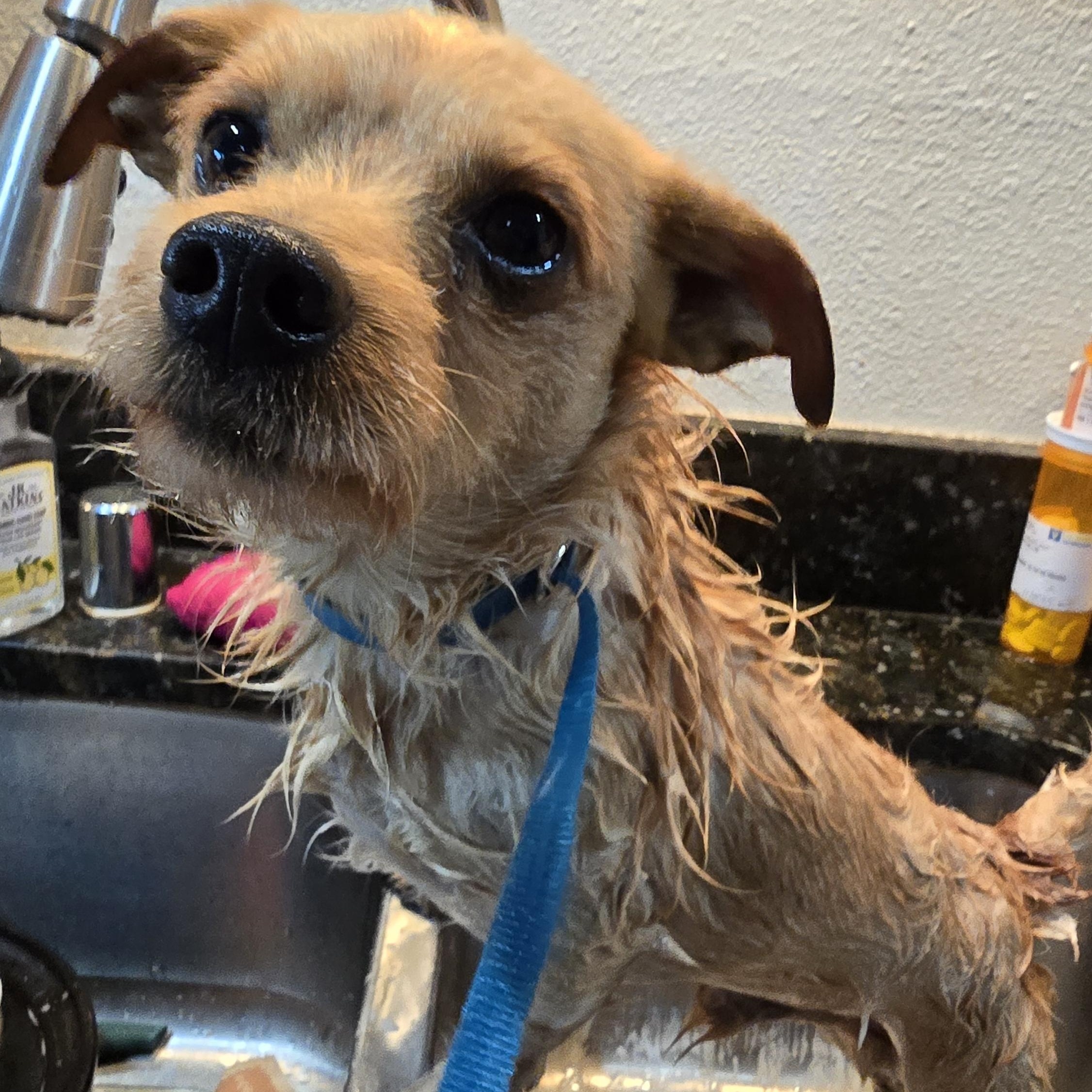 Enlarge Rusty, a Adoptable mixed breed in Tracy, CA image 4/6